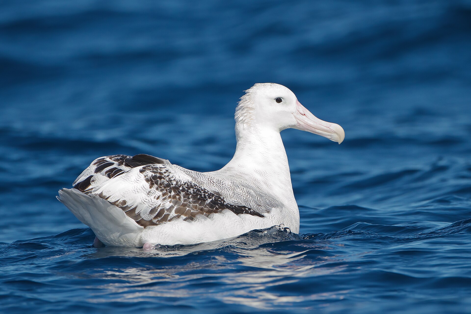 Albatros Hurleur
