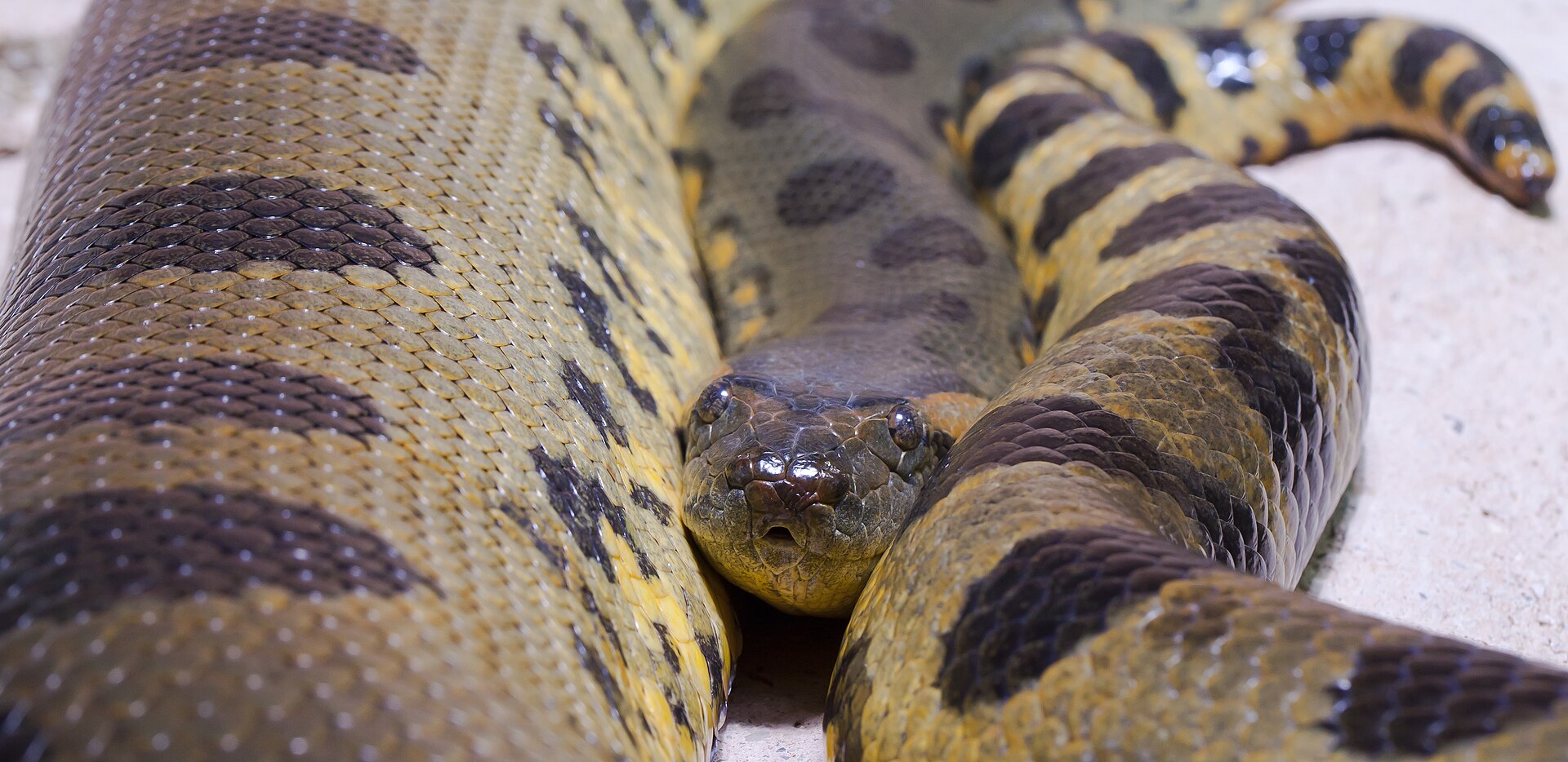 Green Anaconda