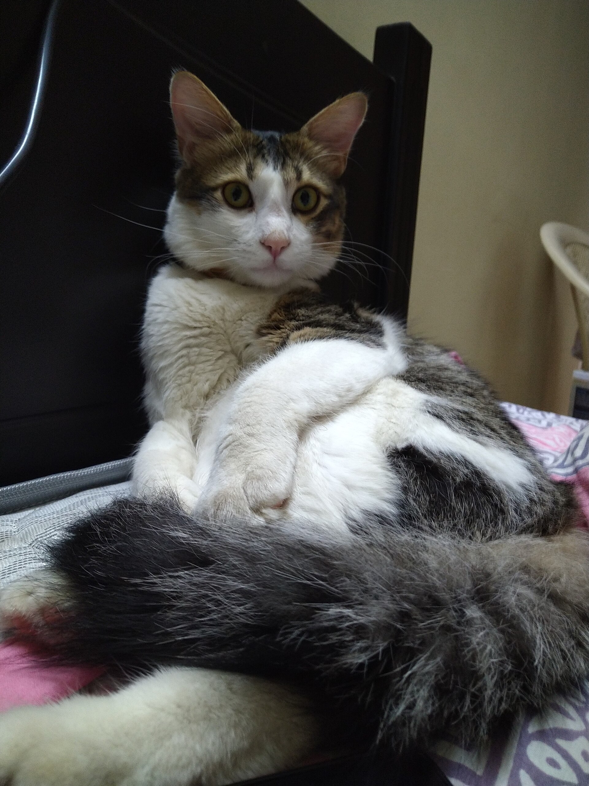 Angora Turc