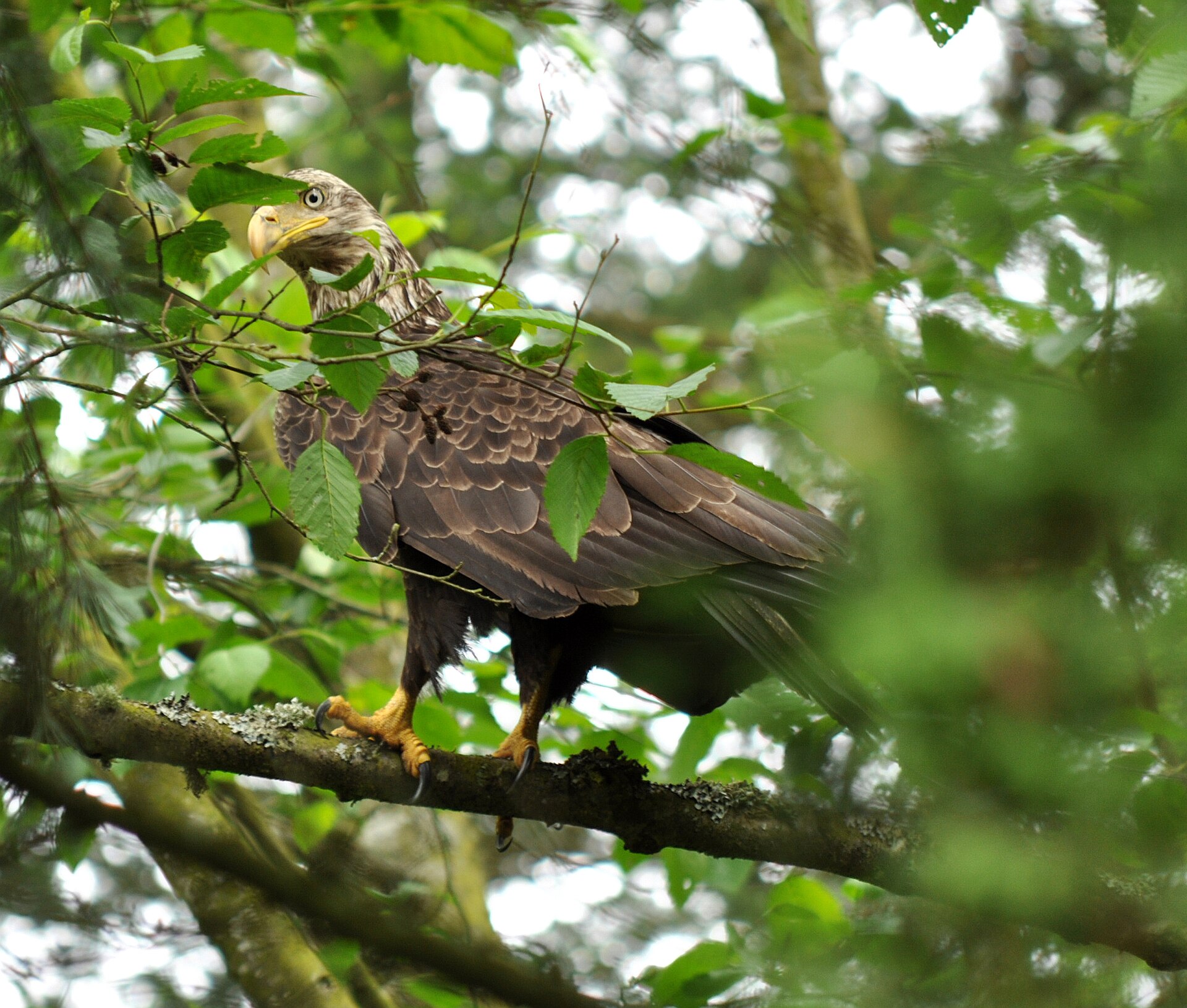 Weißkopfseeadler