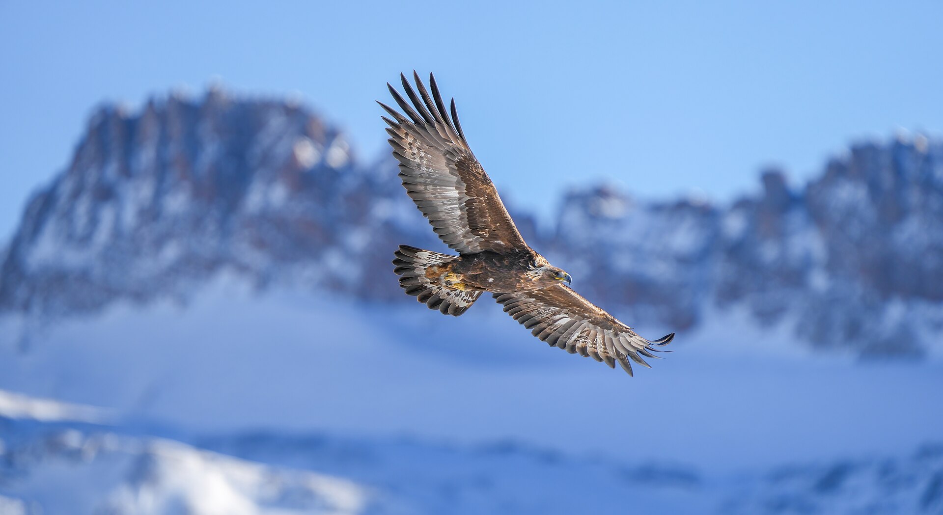 Águila Real