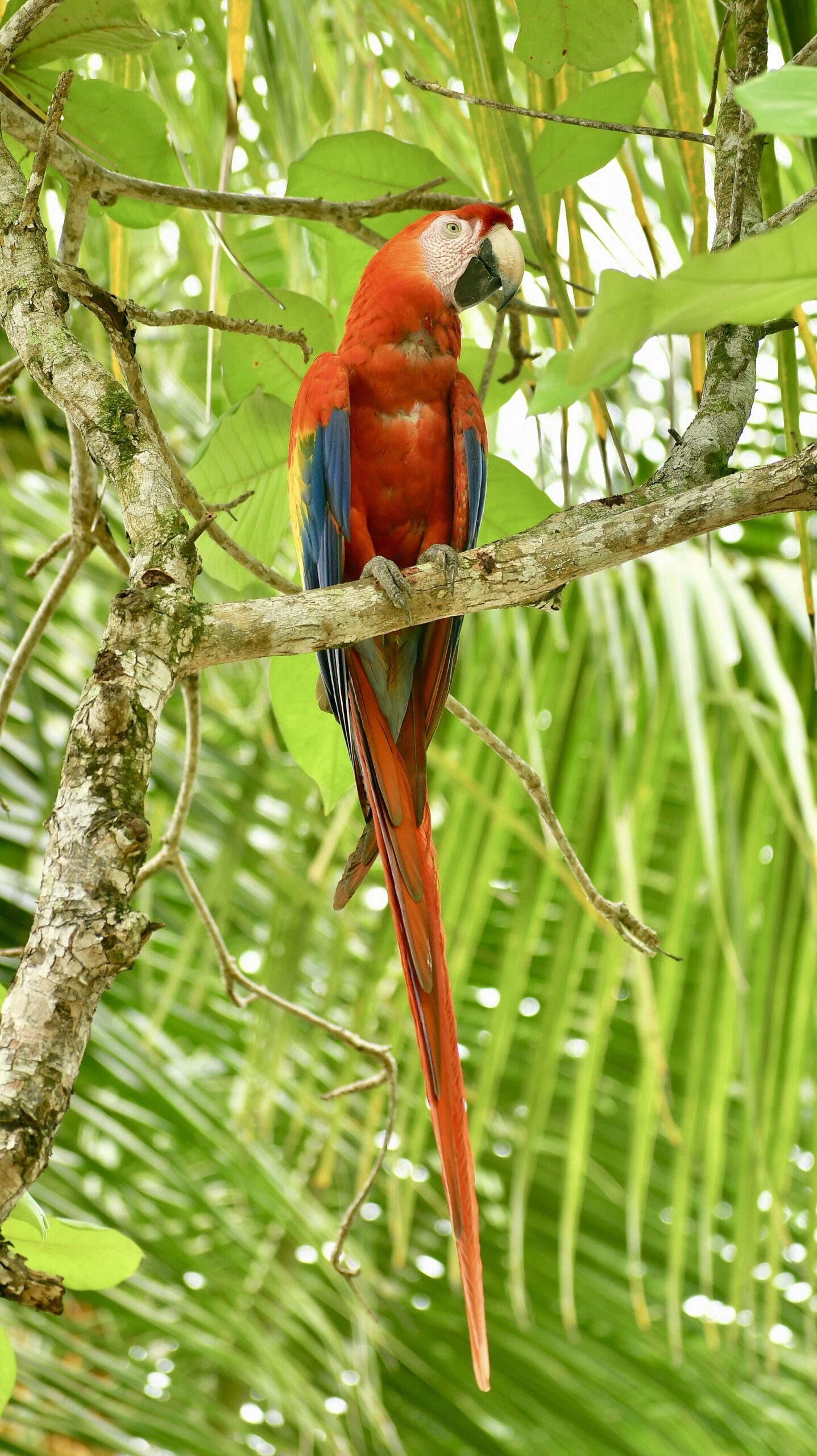Scarlet Macaw