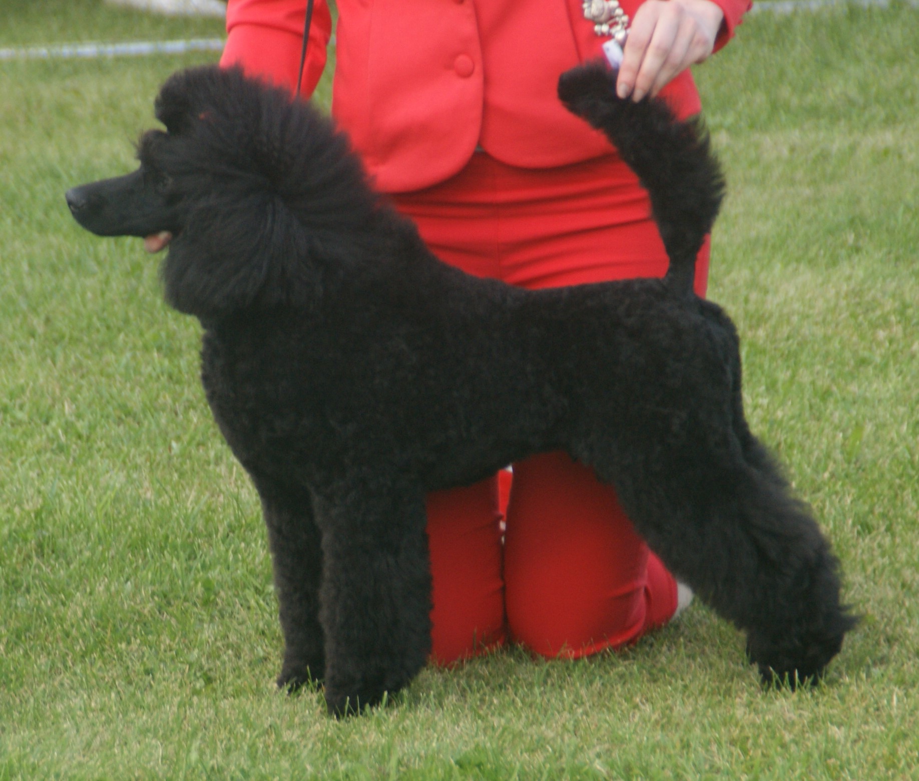 Caniche
