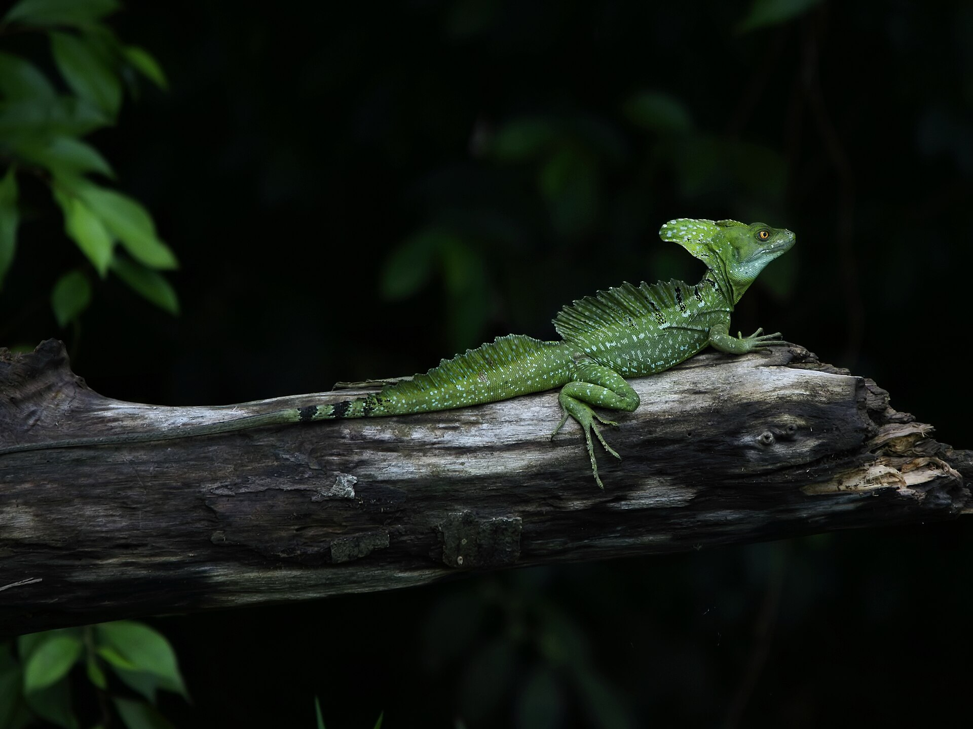 Plumed Basilisk