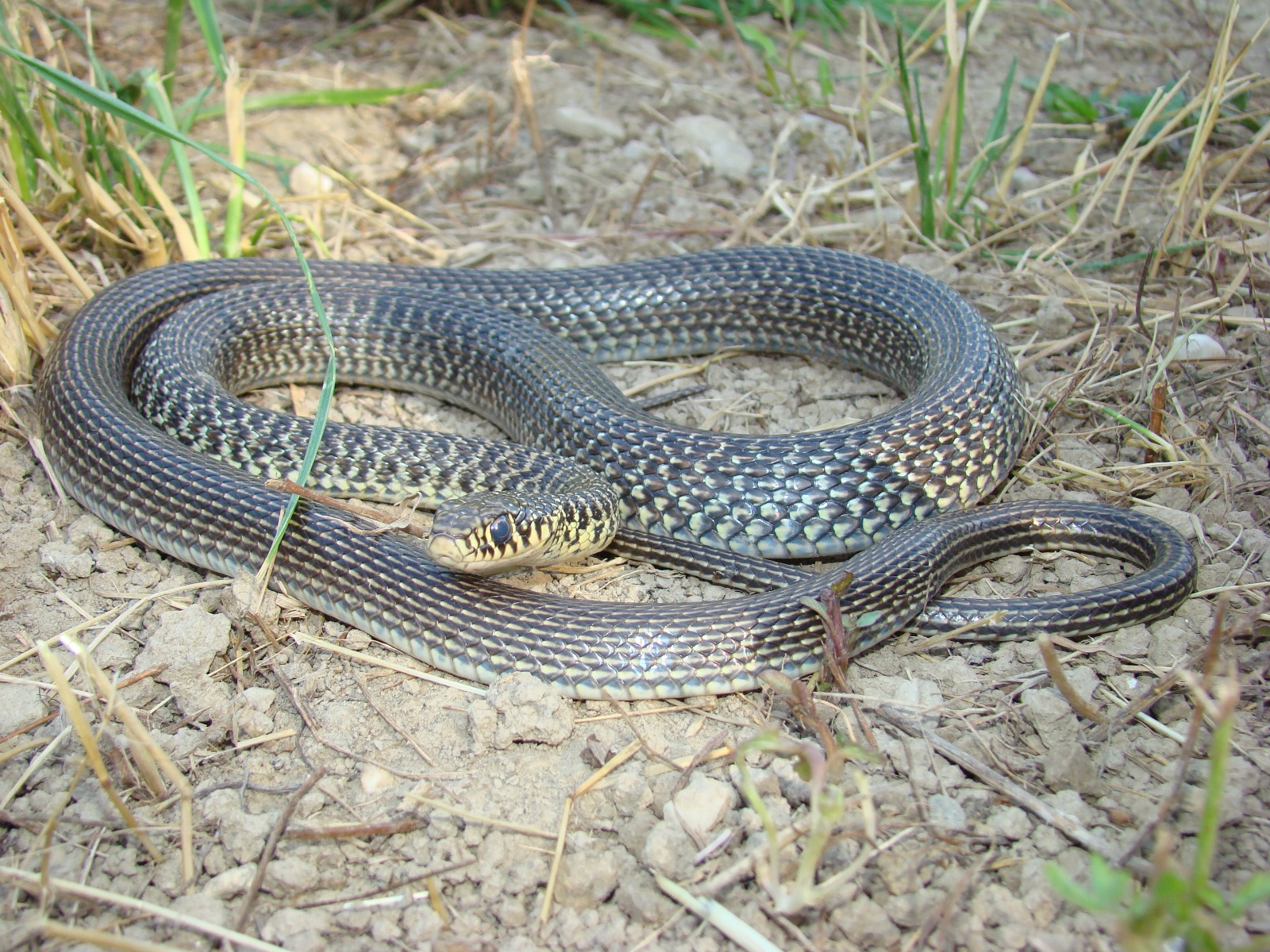 Western Whip Snake