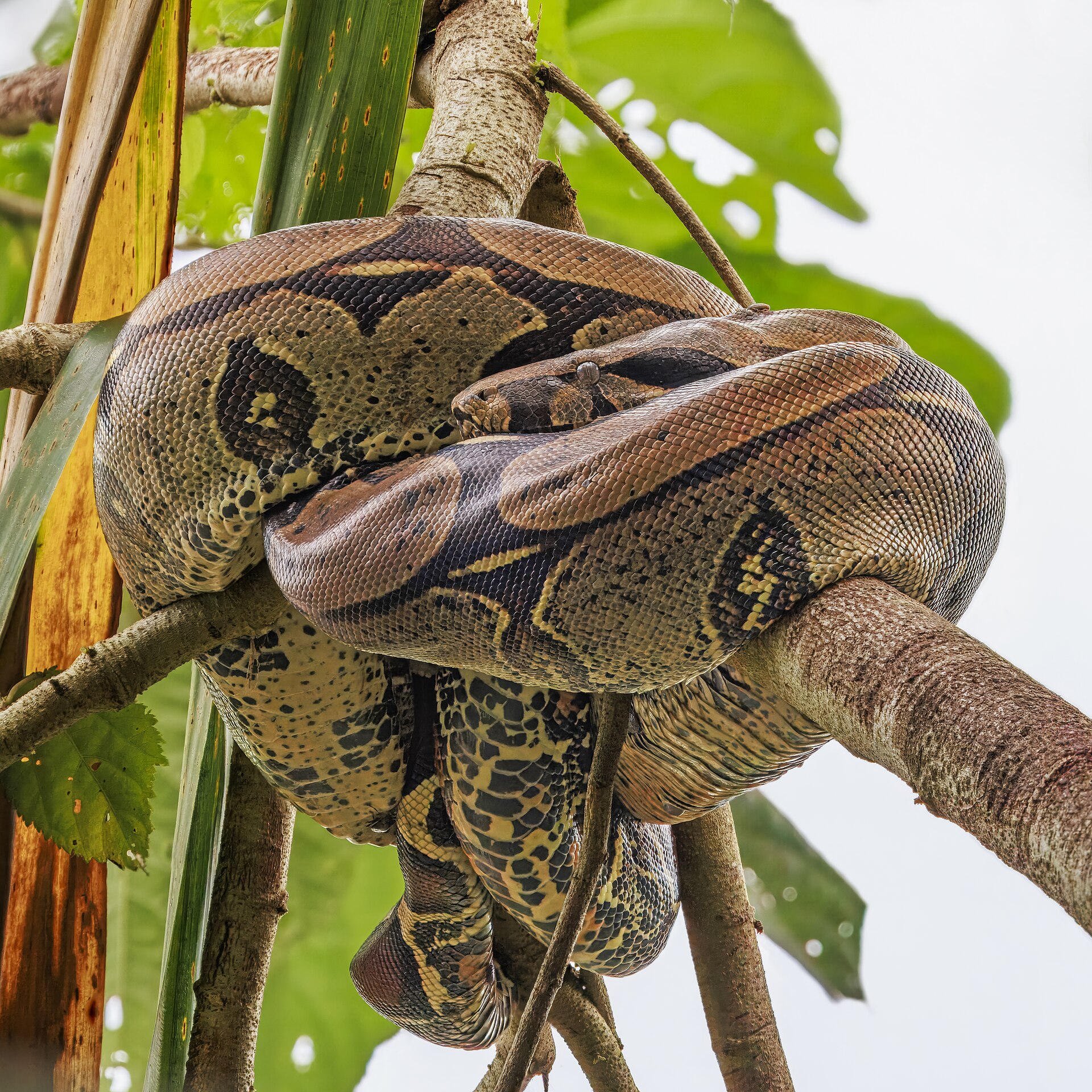 Boa constricteur