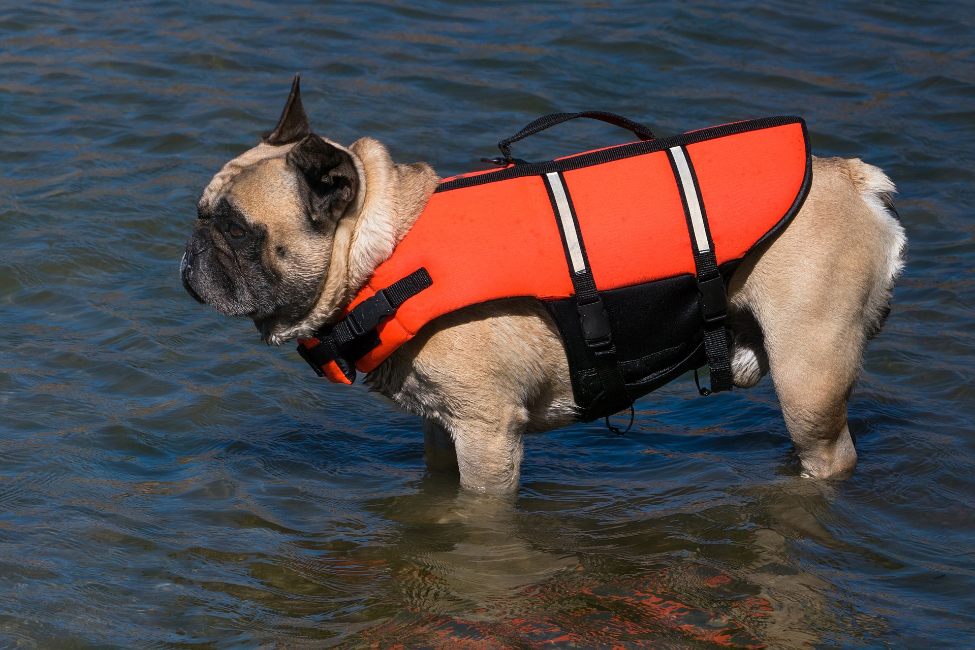 Französische Bulldogge