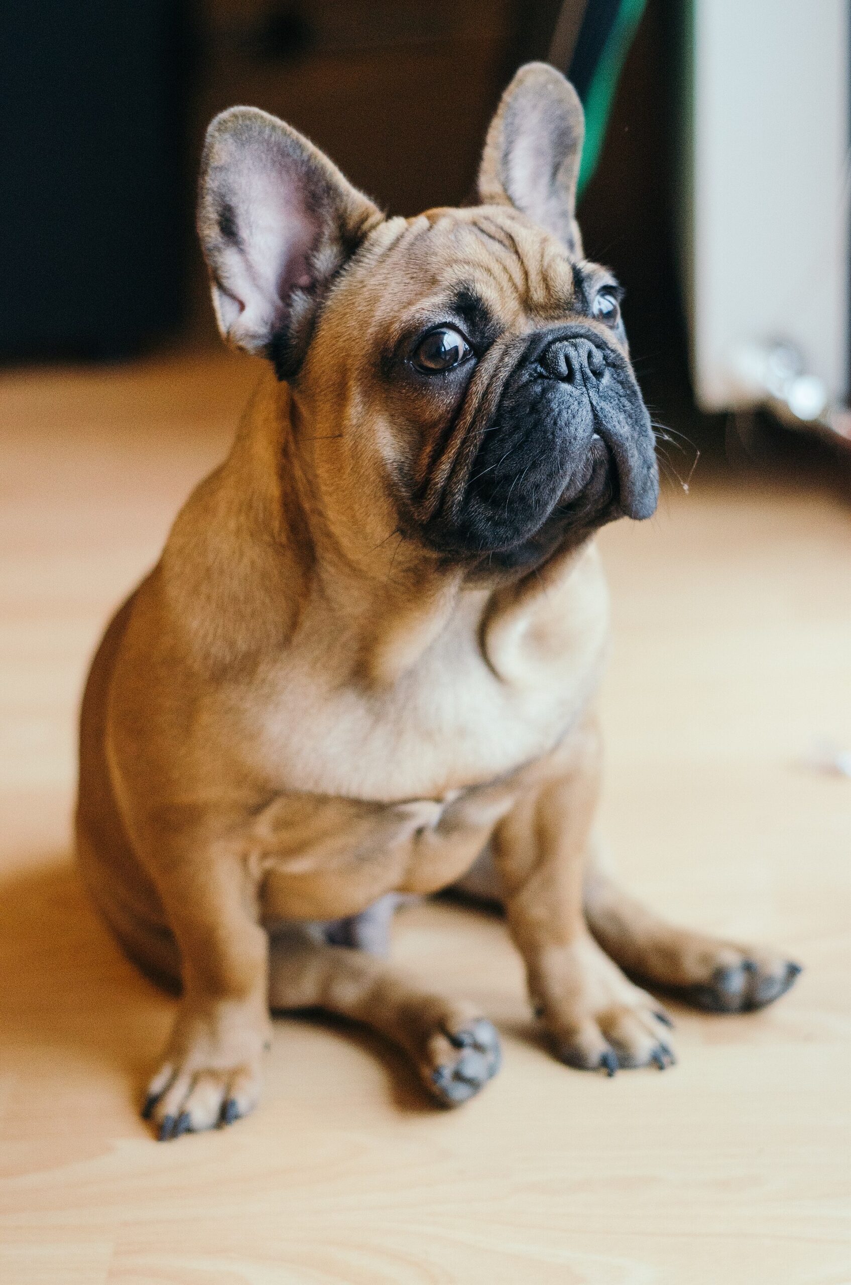 Bulldog Inglese