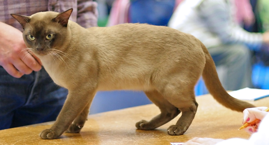 Burmese