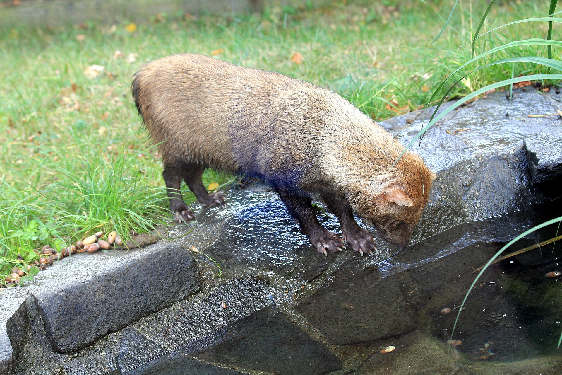 Bush Dog