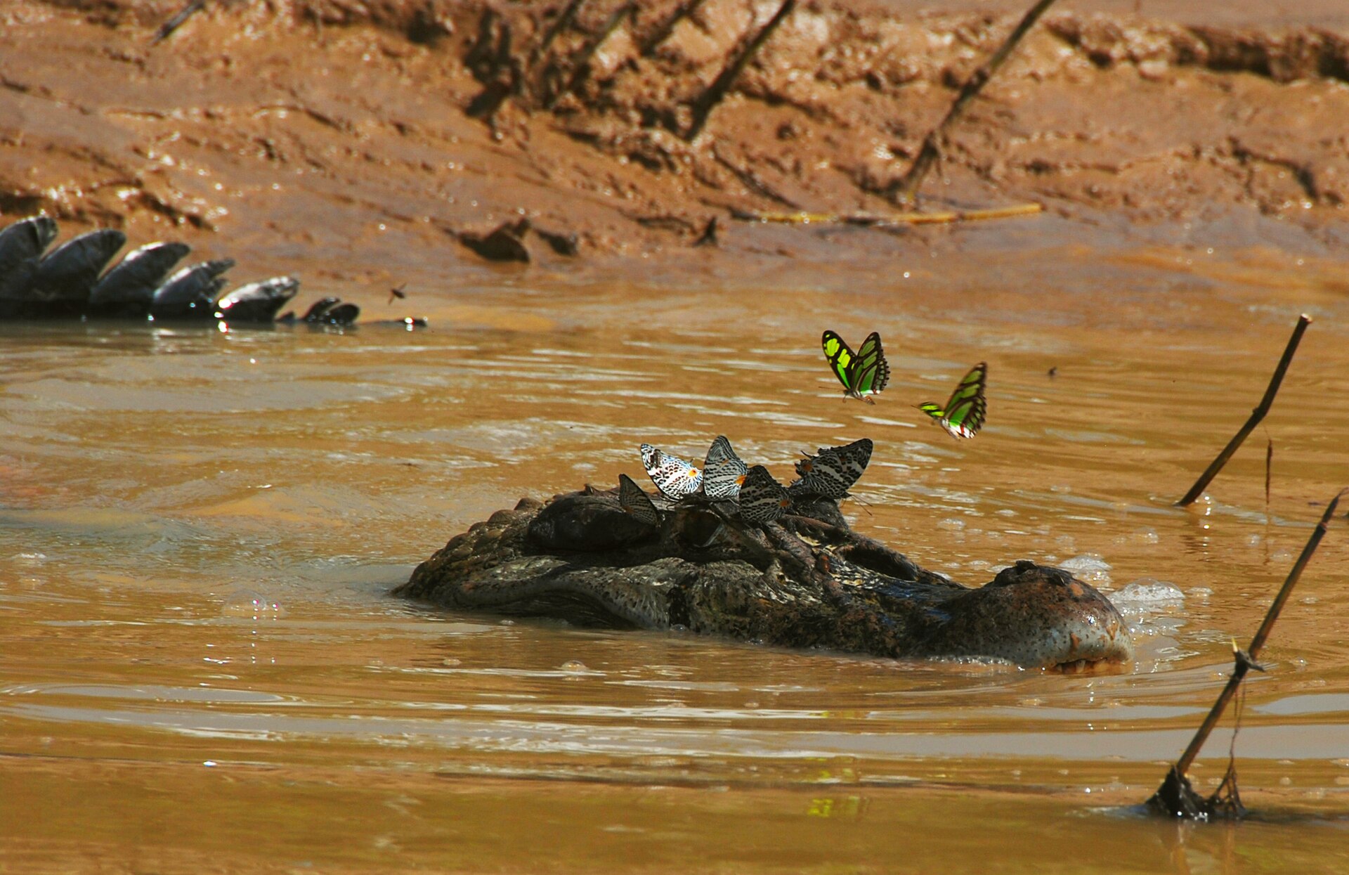 Black Caiman