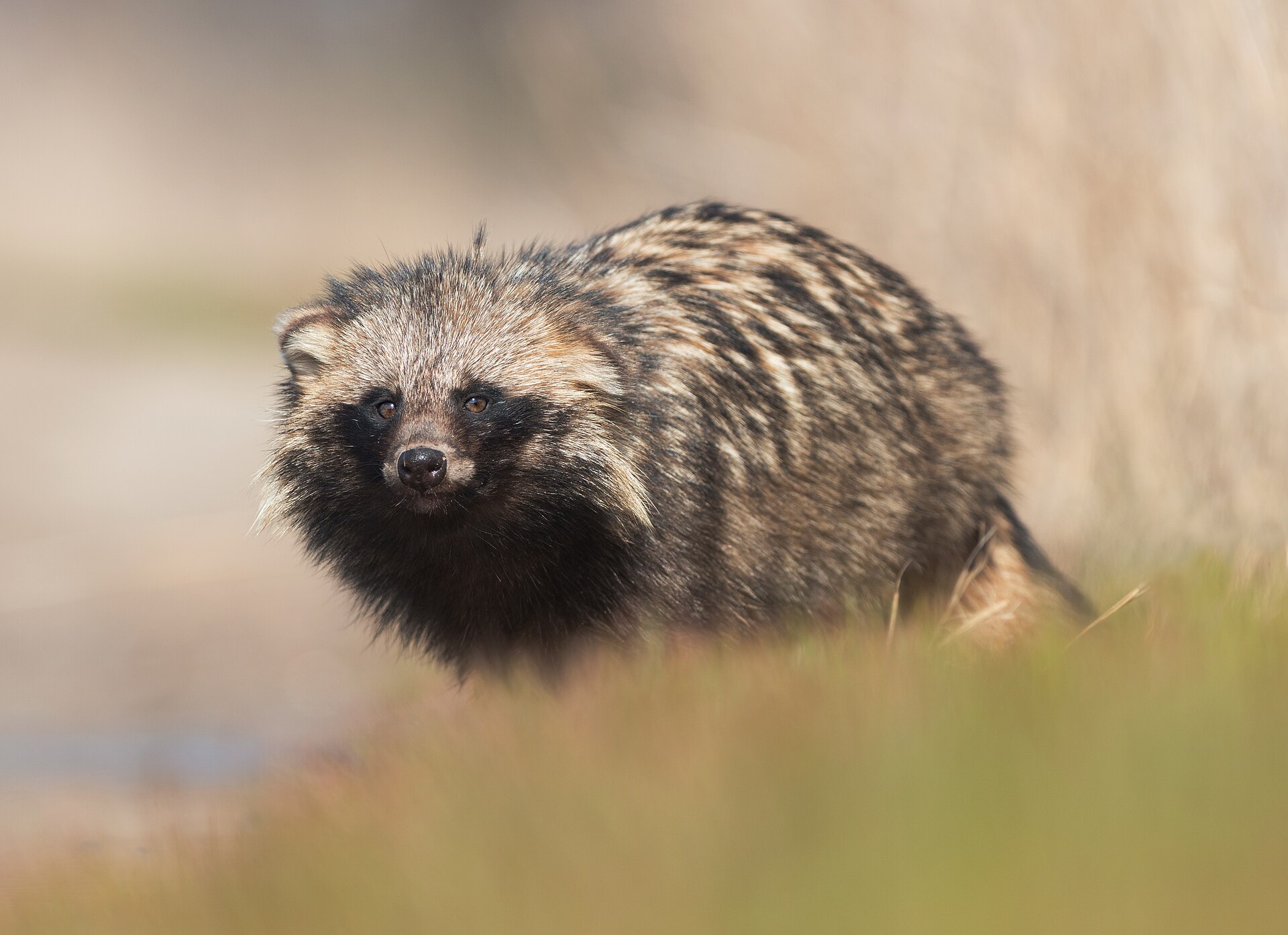 Perro mapache (Tanuki)