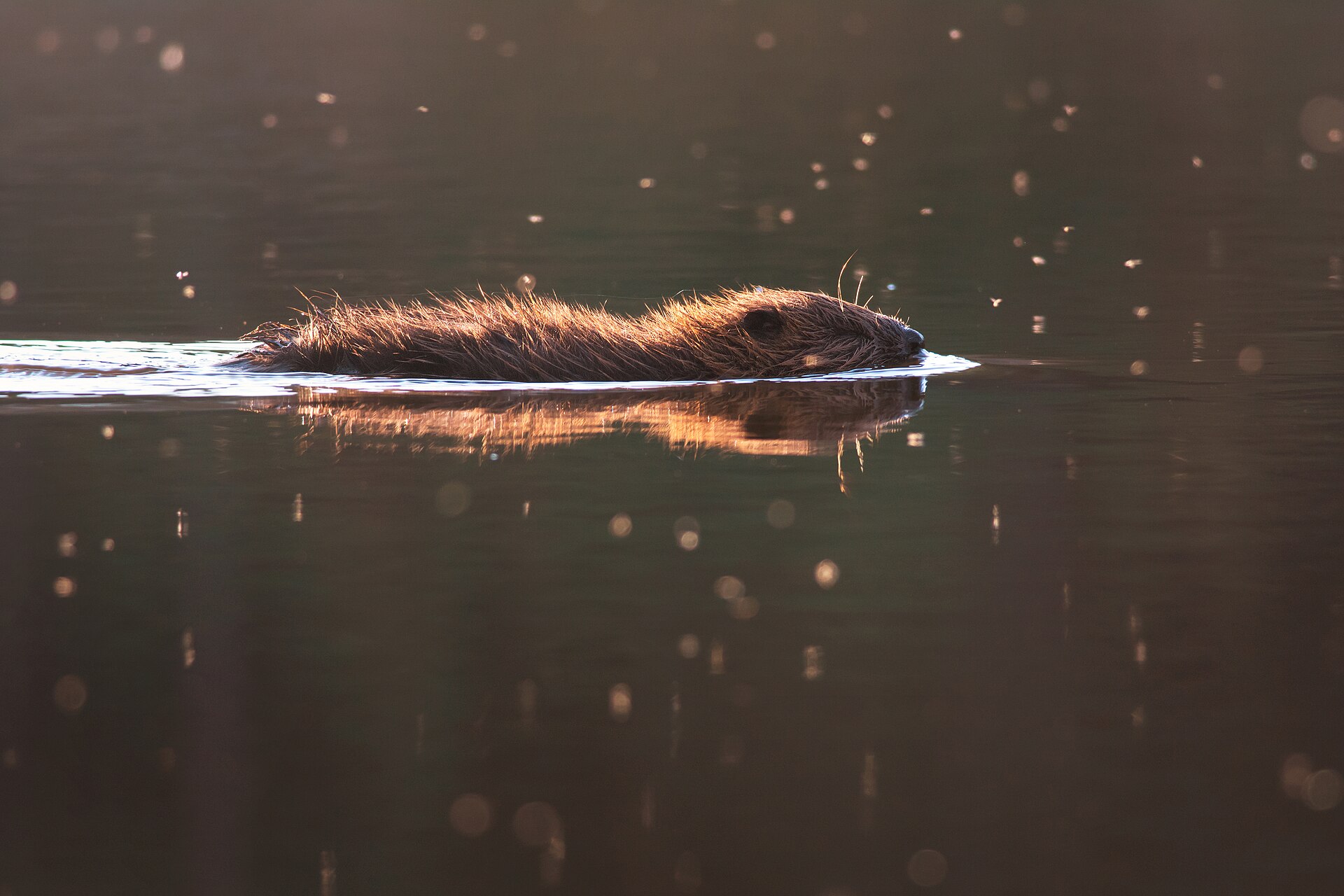 Eurasian Beaver