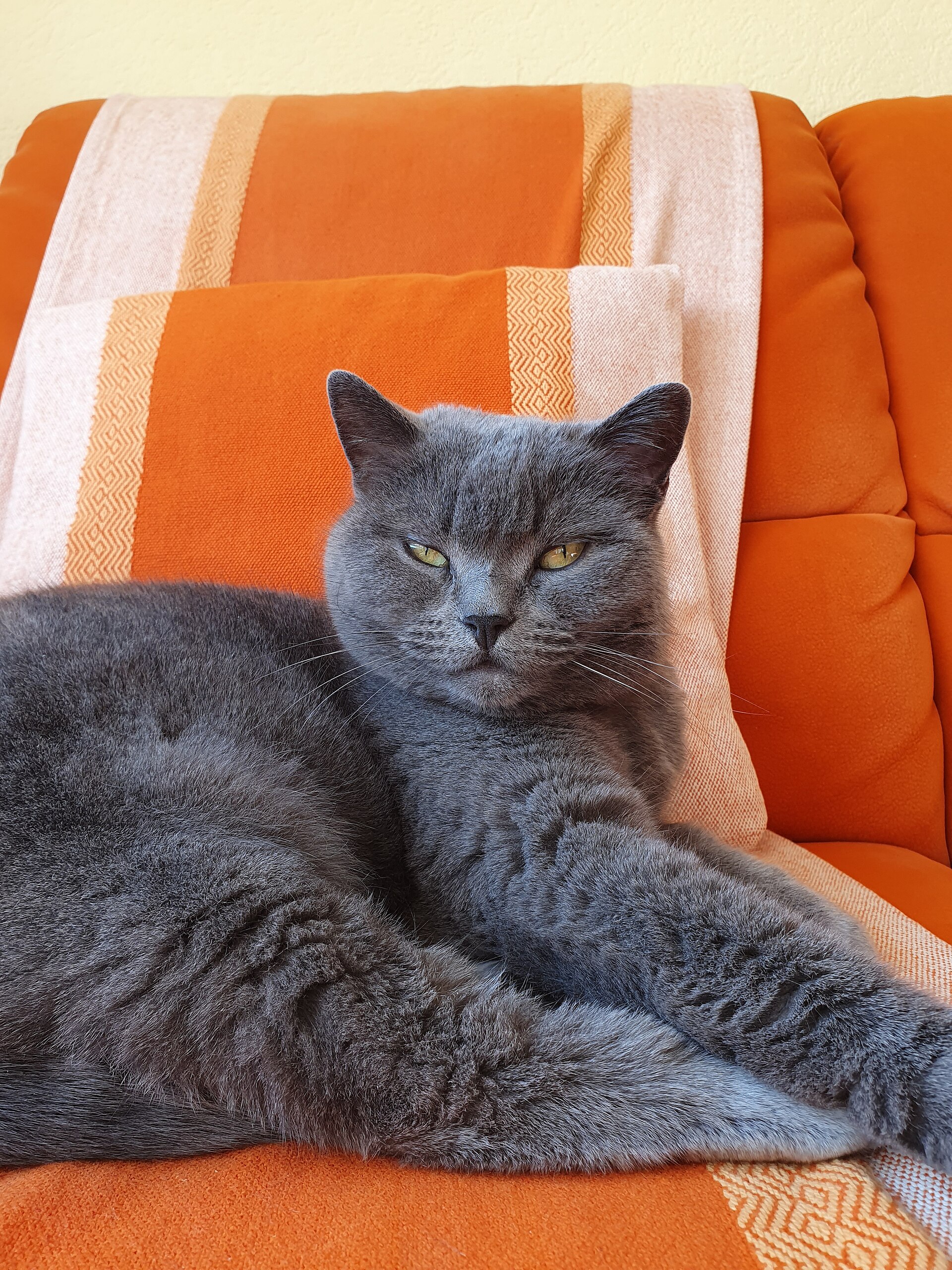 Chartreux