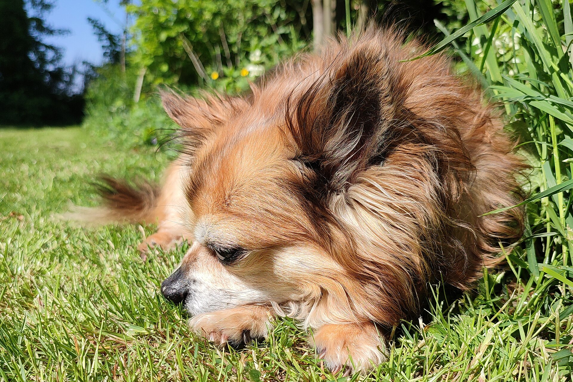 Chihuahua