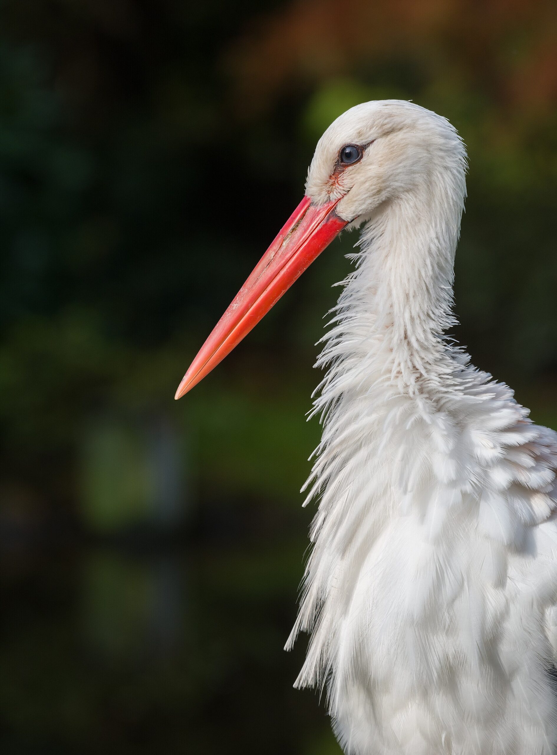 Weißstorch