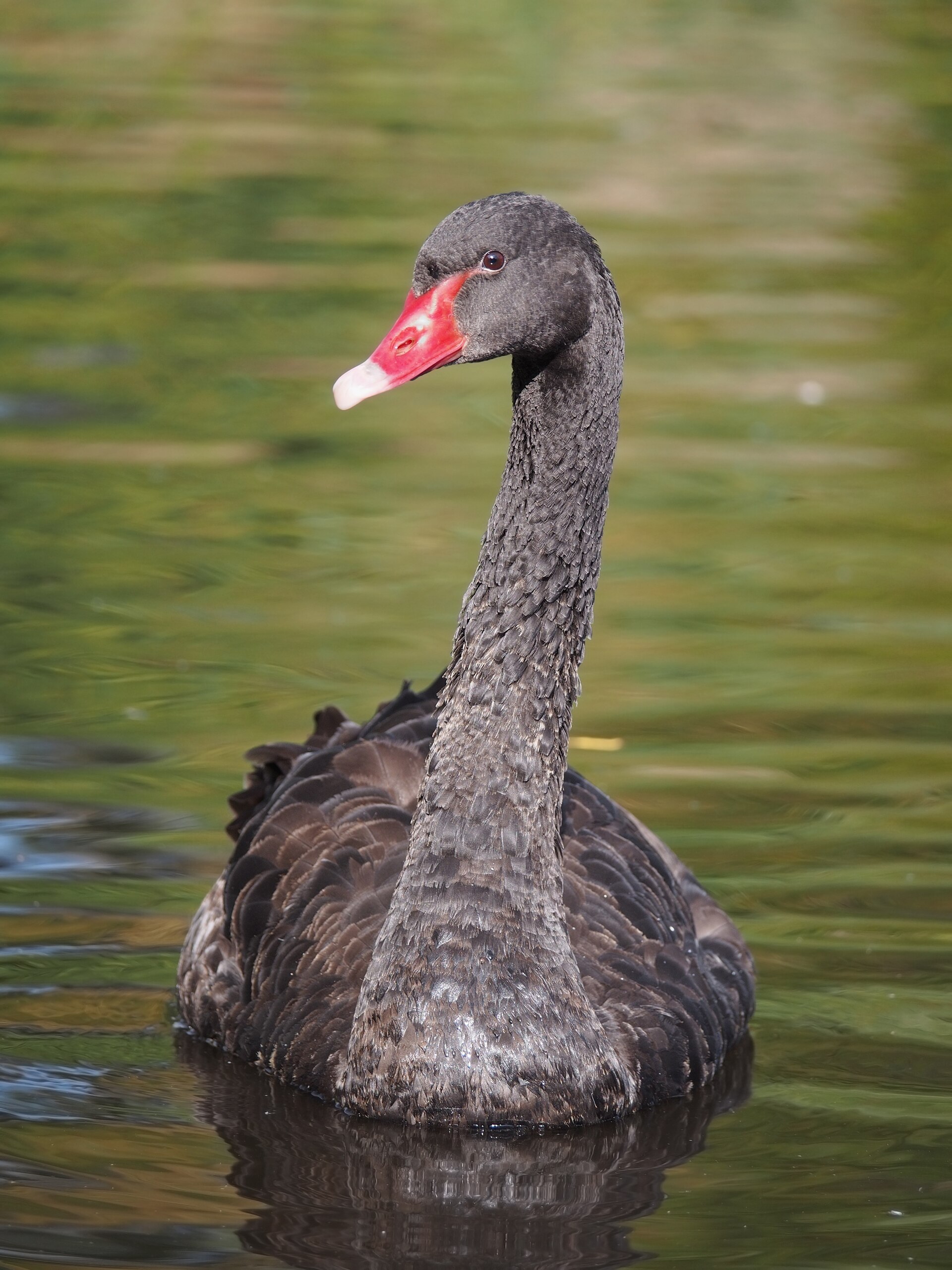 Black Swan