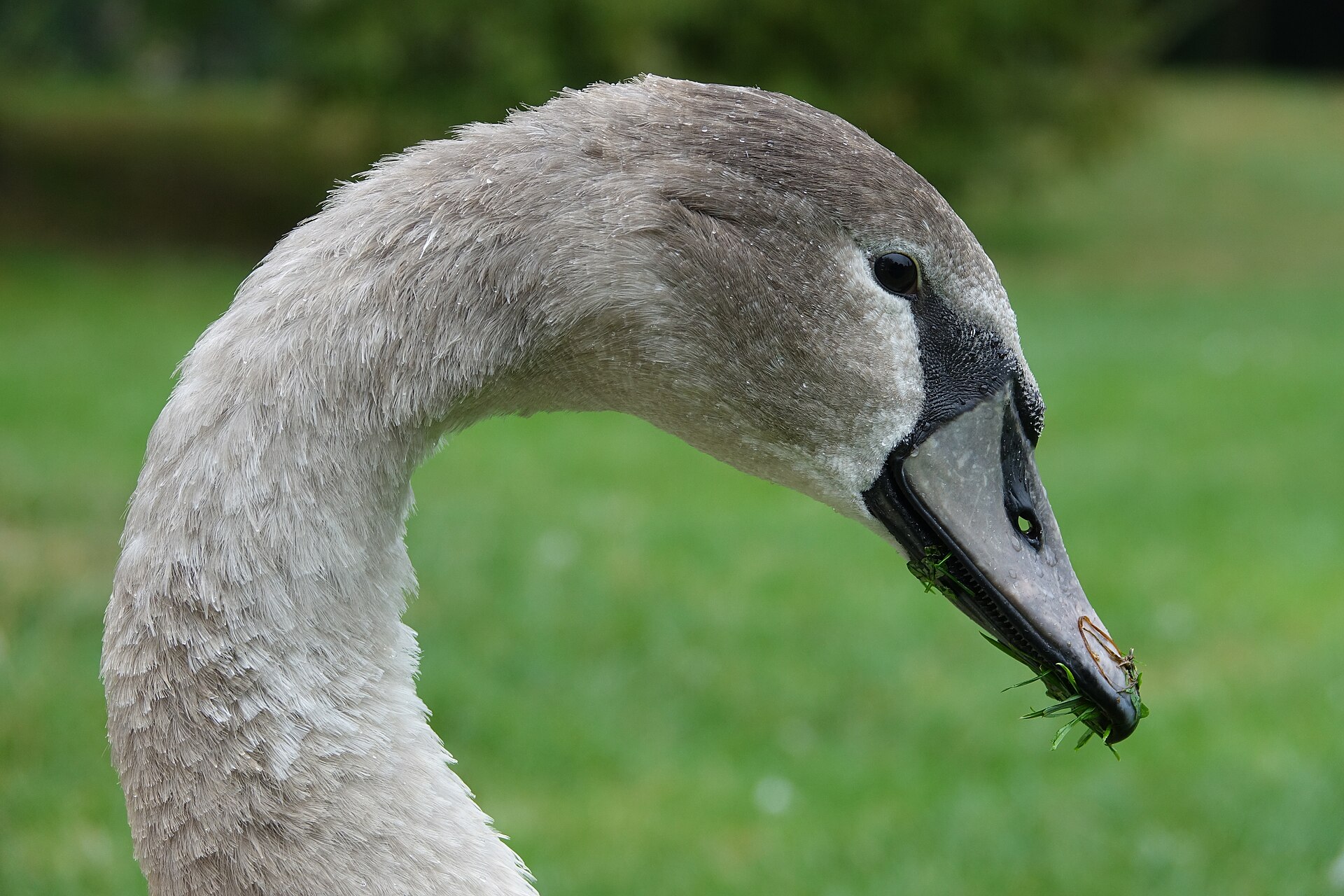 Mute Swan
