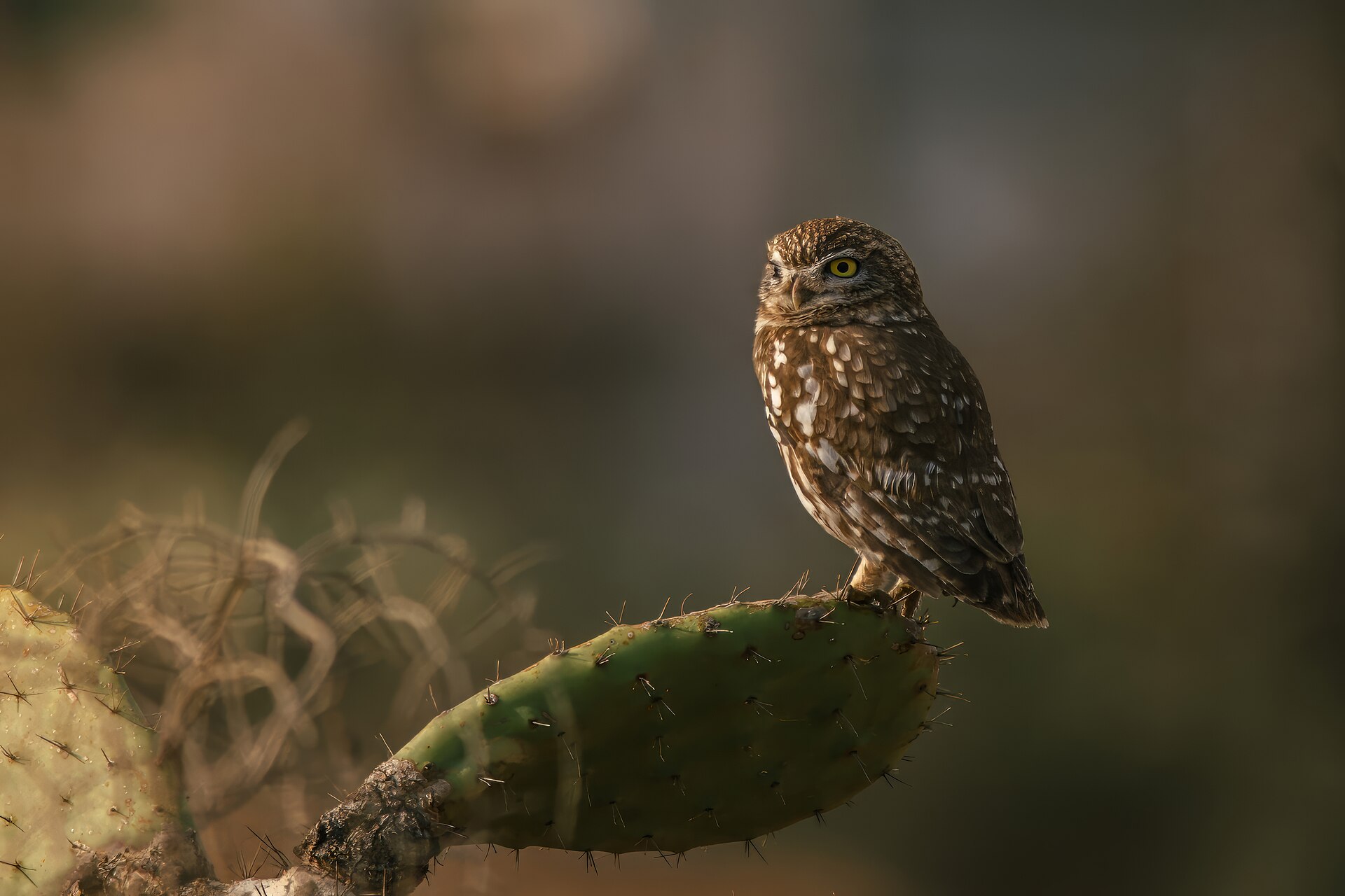 Mochuelo Común