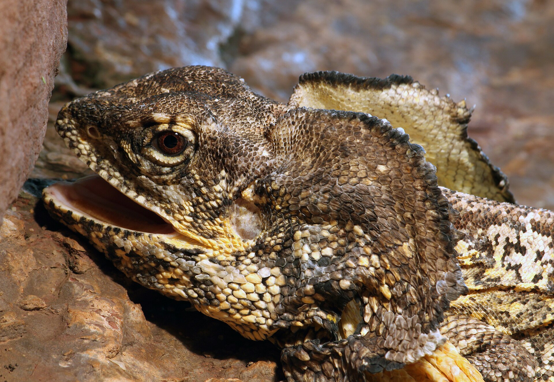 Frilled Lizard