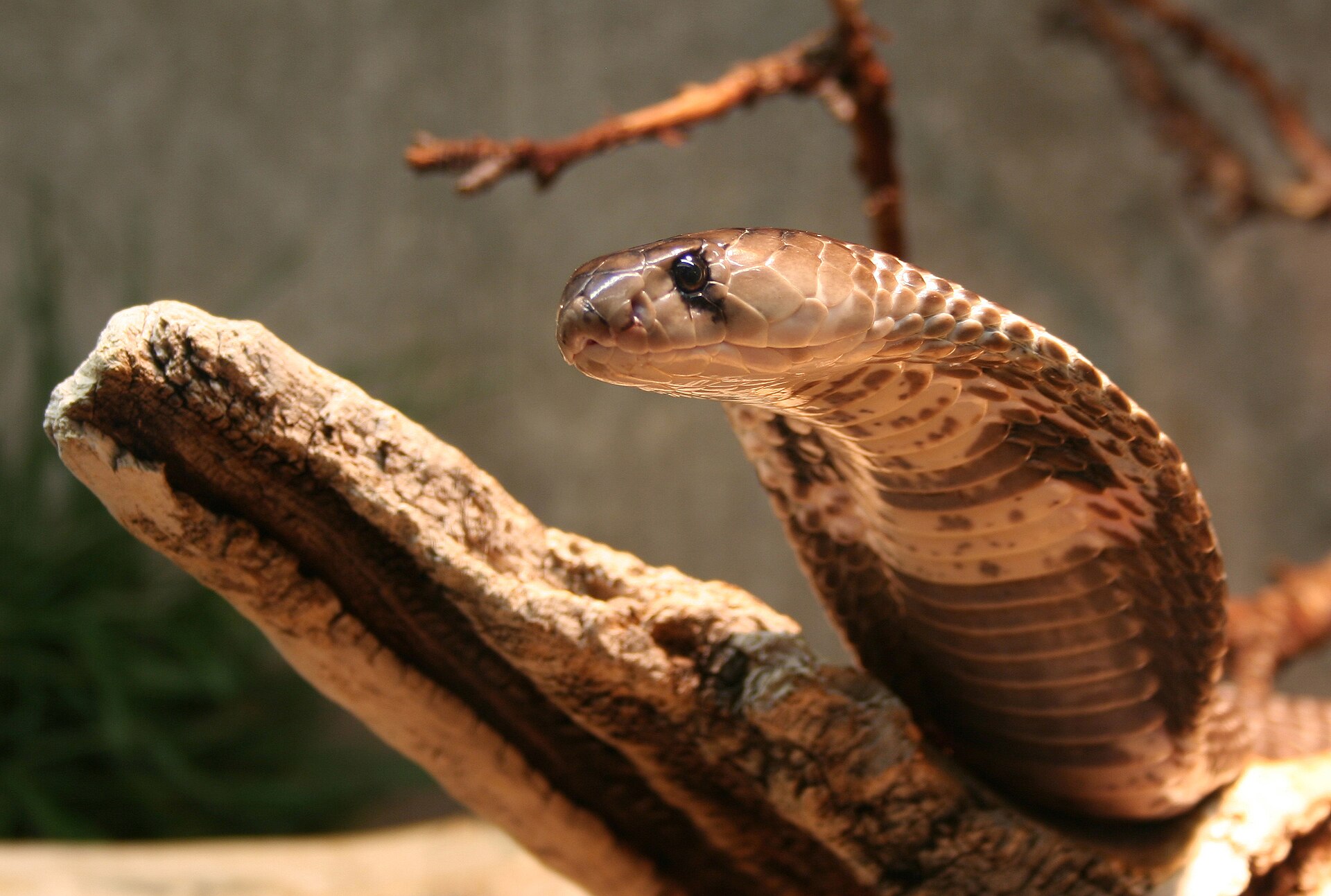 Cobra india