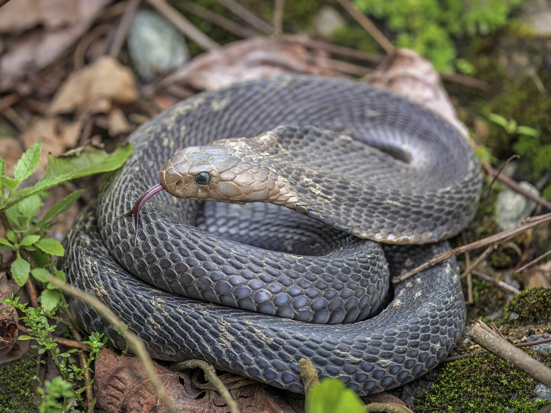 King Cobra