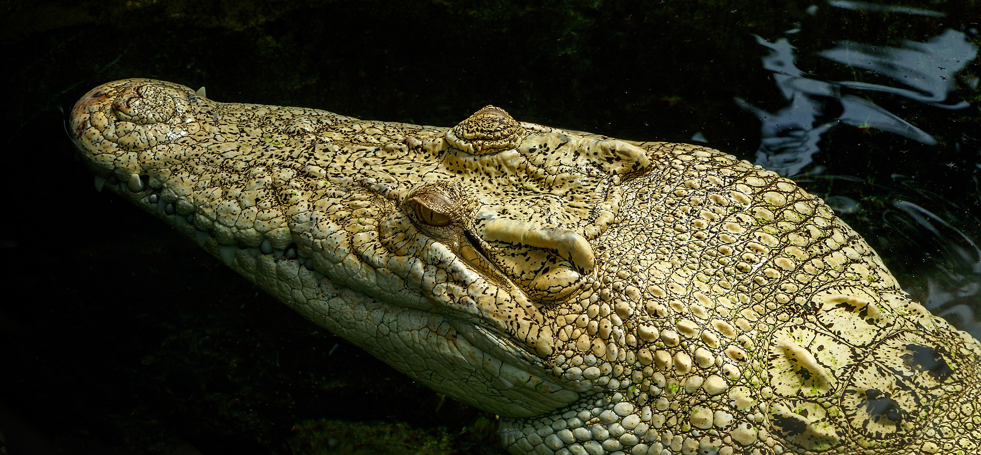 Cocodrilo marino