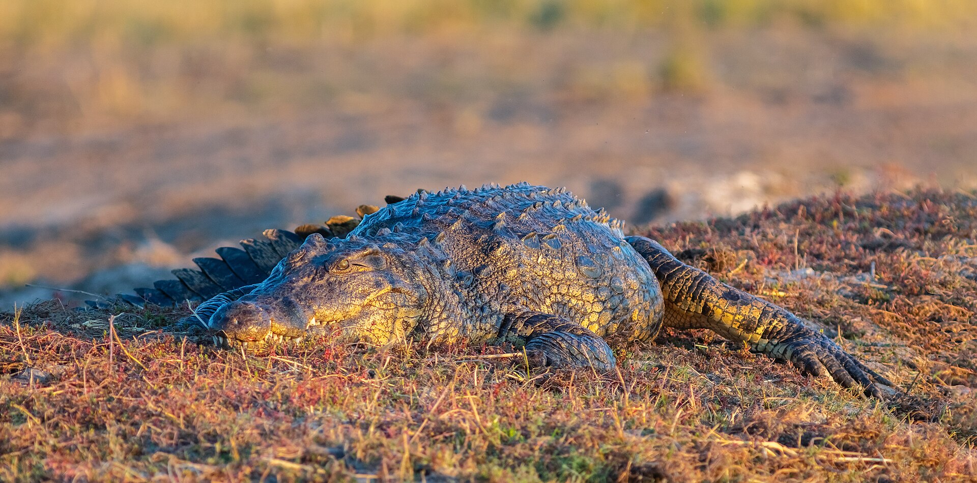 Cocodrilo del Nilo