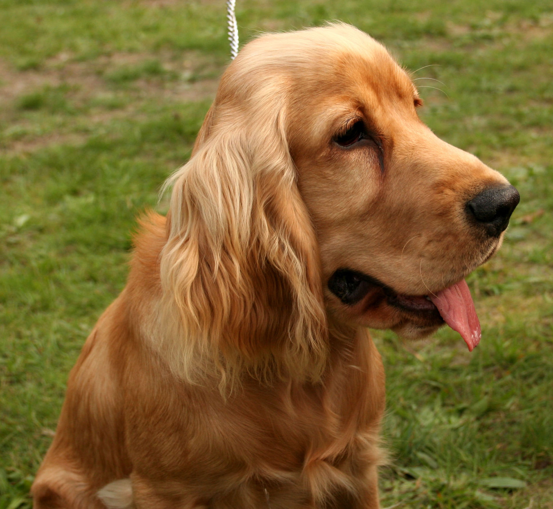 Cocker Spaniel Inglese