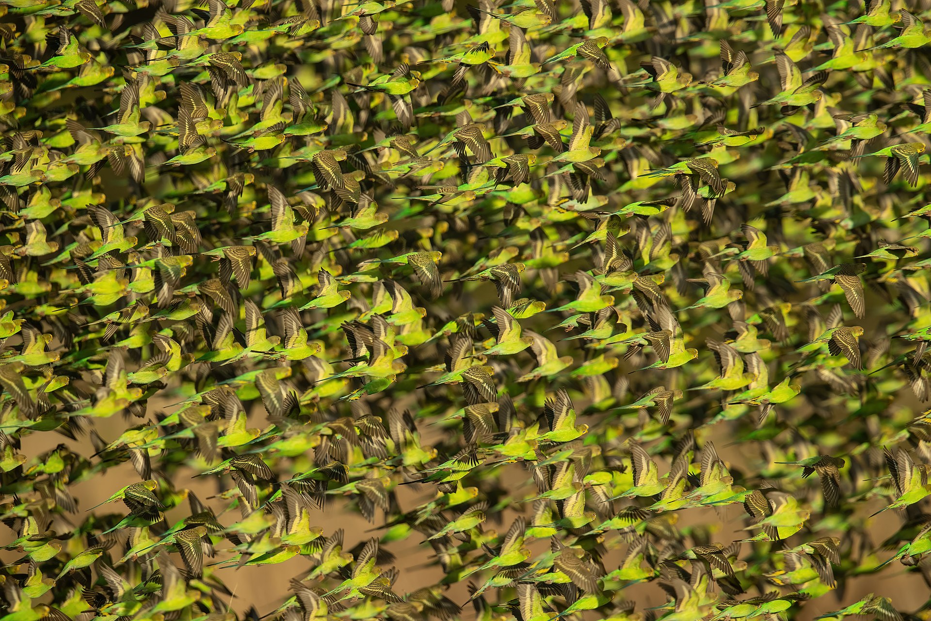 Budgerigar (Budgie)