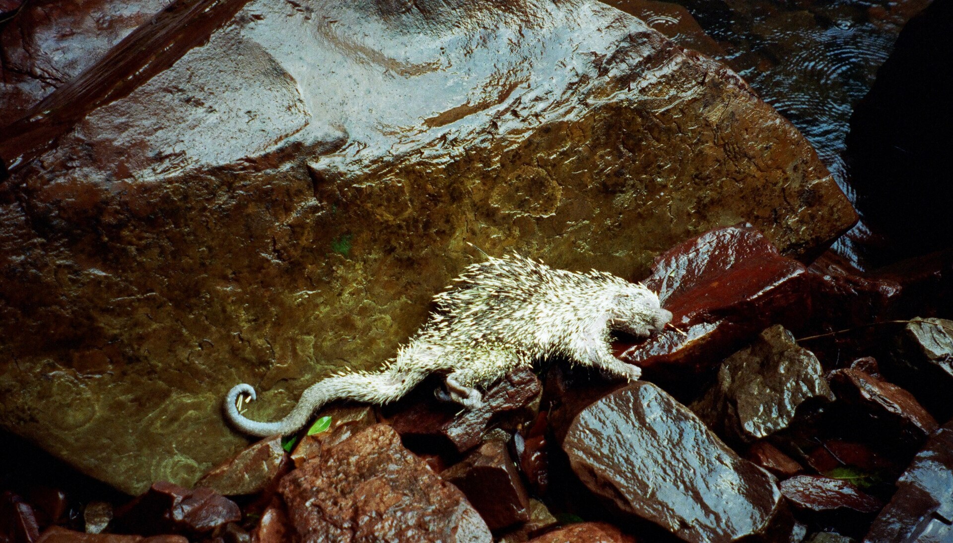 Coendú