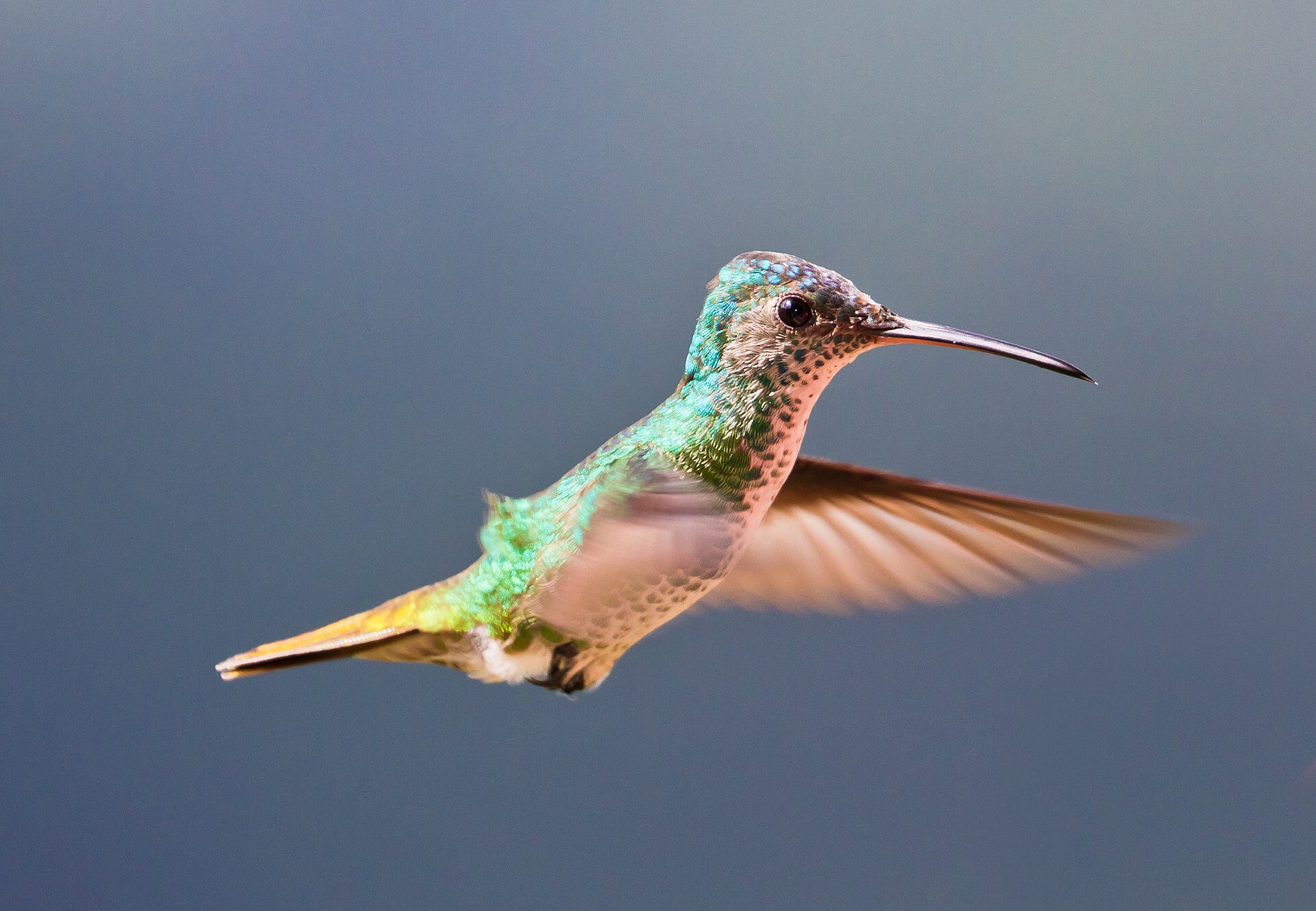 Hummingbird