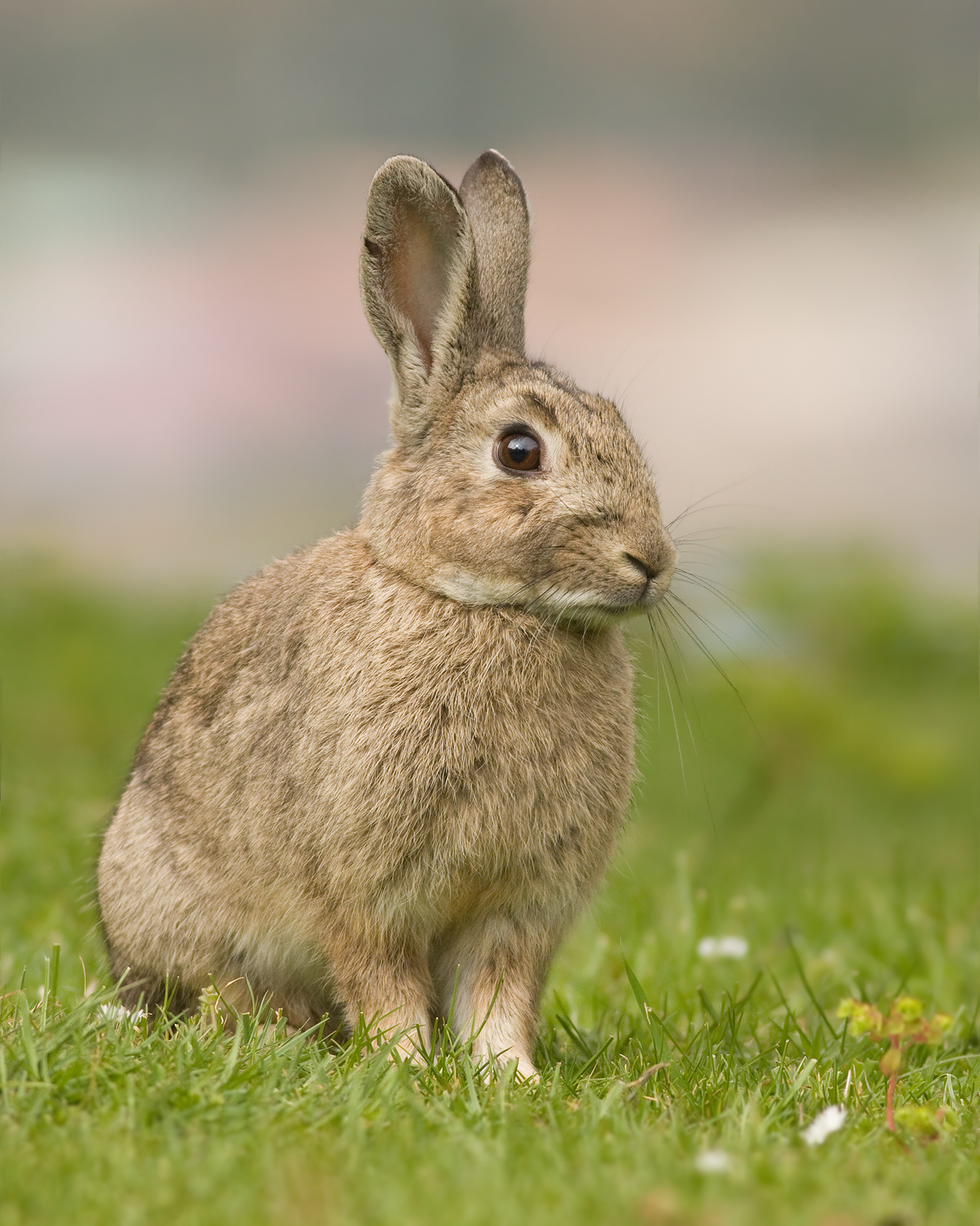 European Wild Rabbit