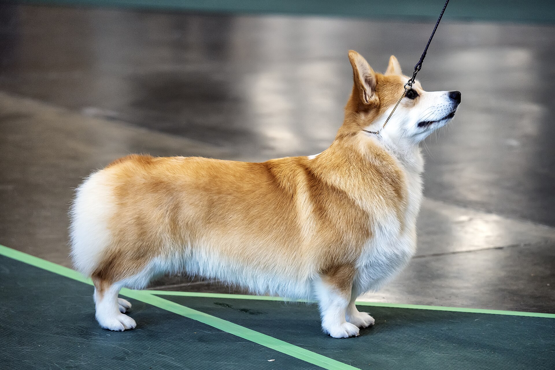 Welsh Corgi Pembroke