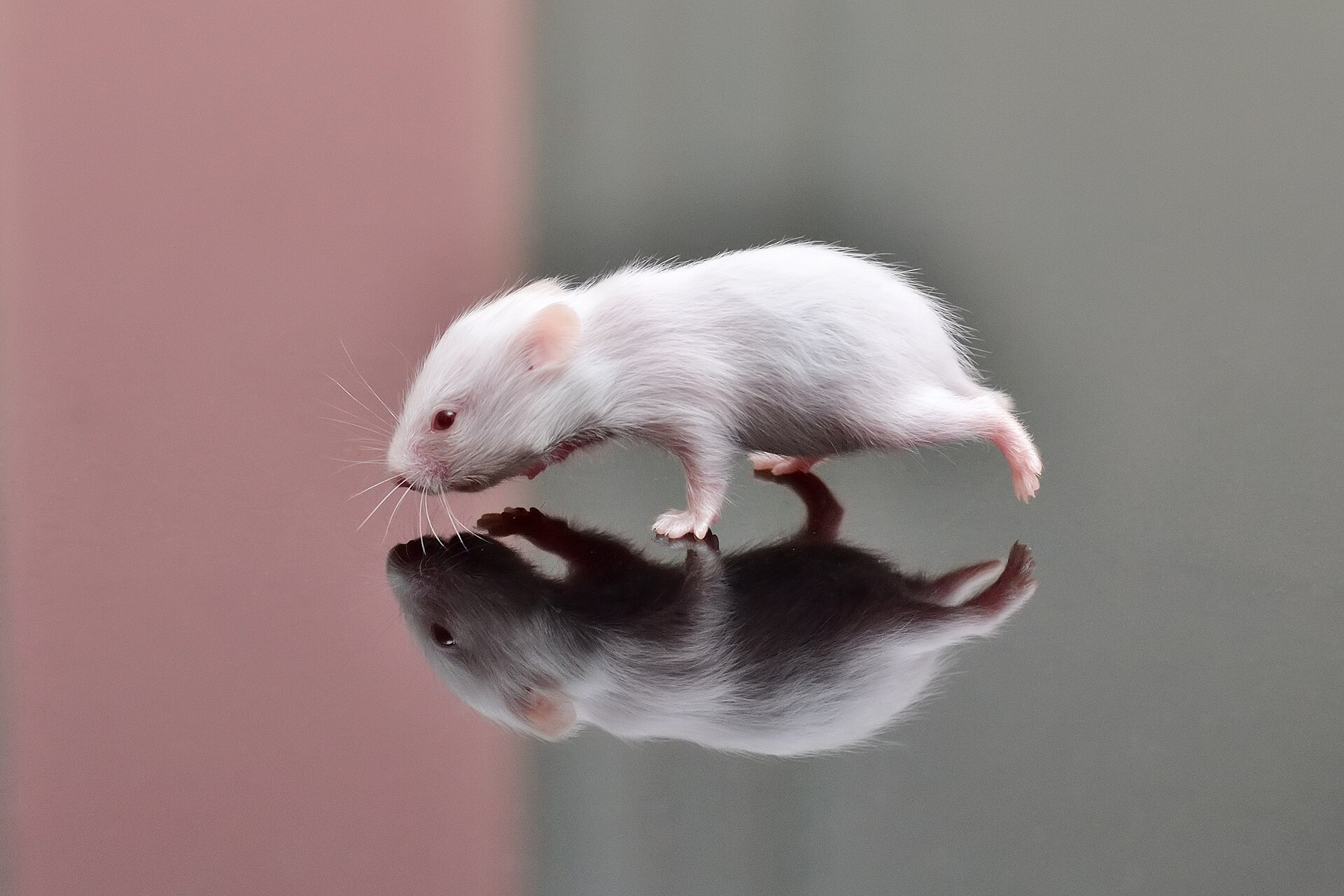 Hamster Doré
