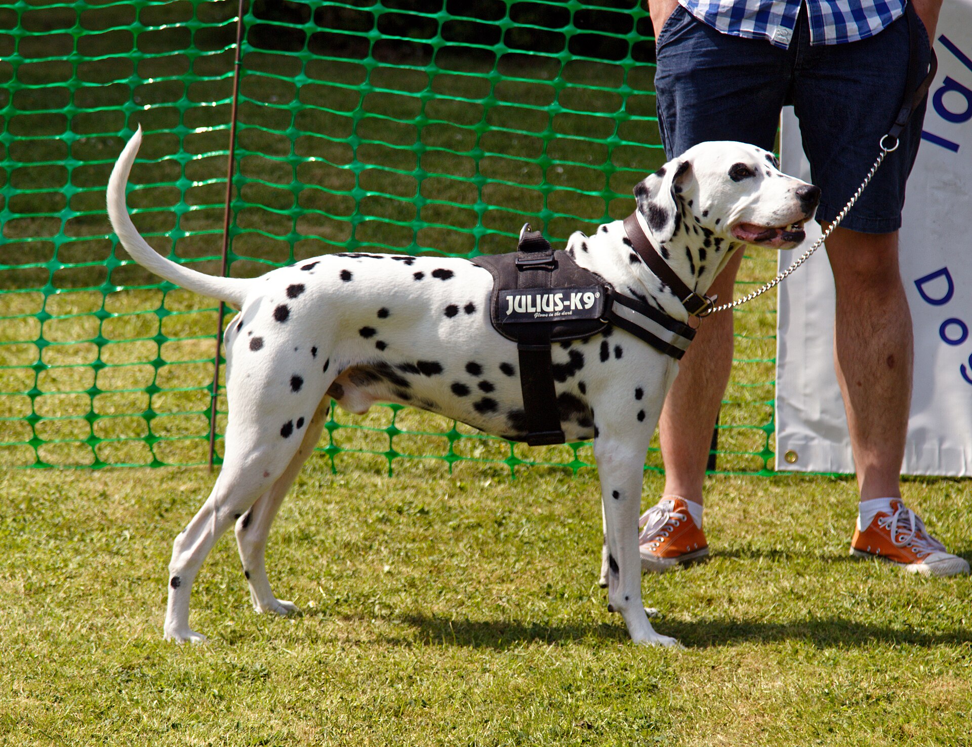 Dalmatian