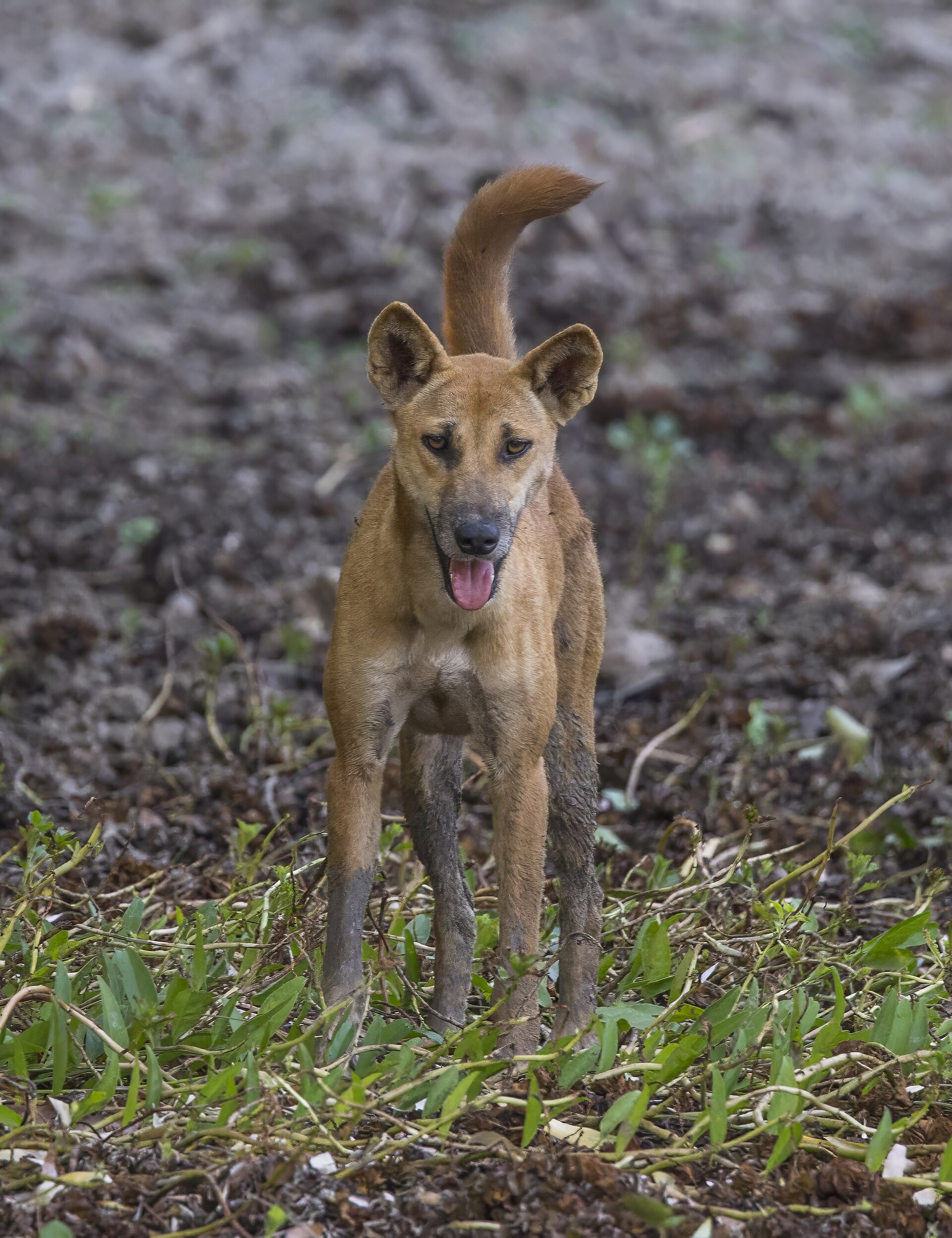 Dingo