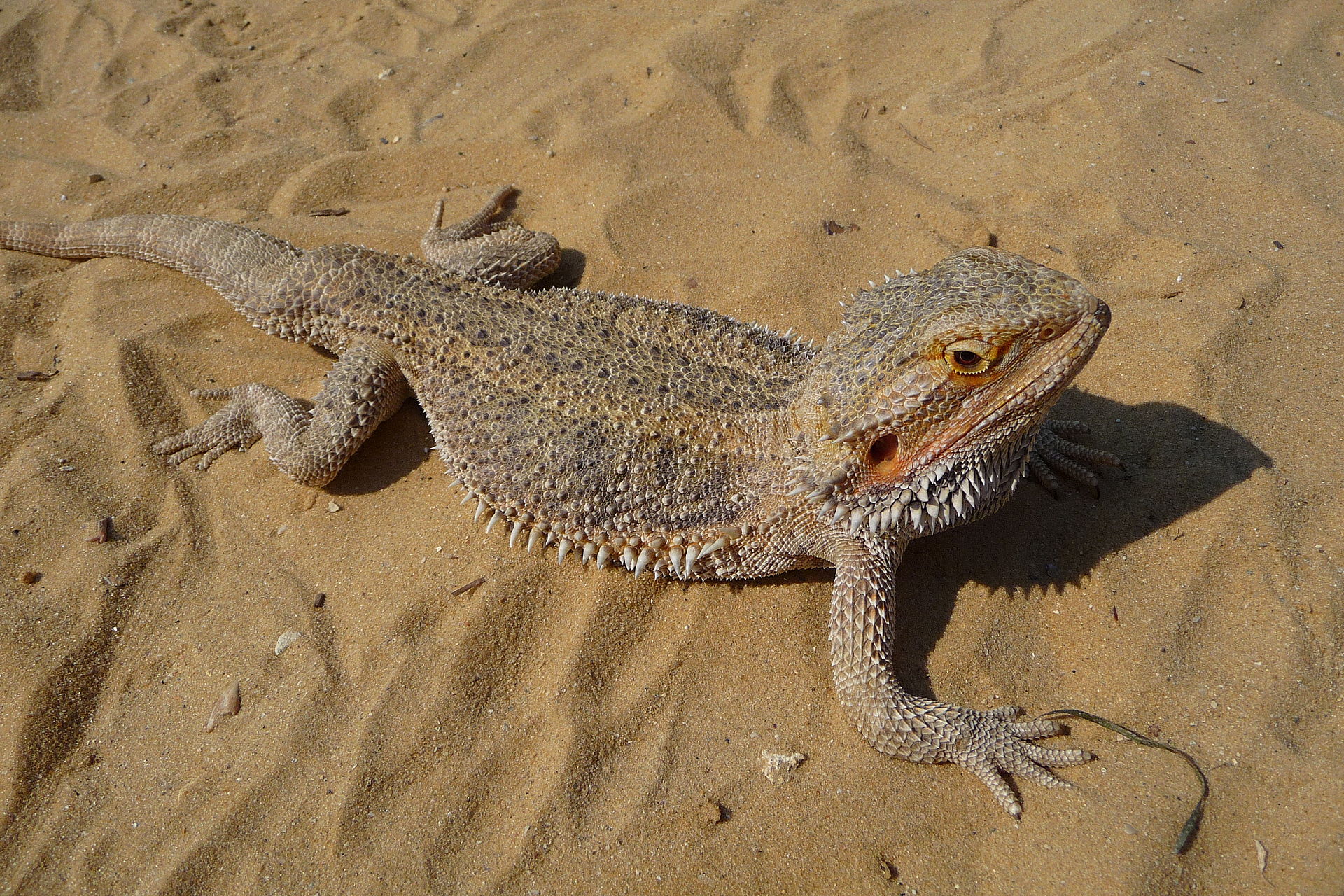 Bartagame