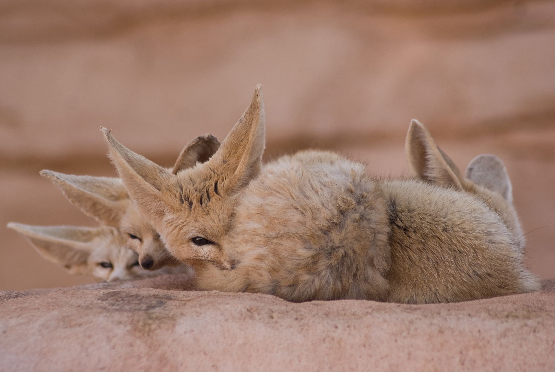 Fennec
