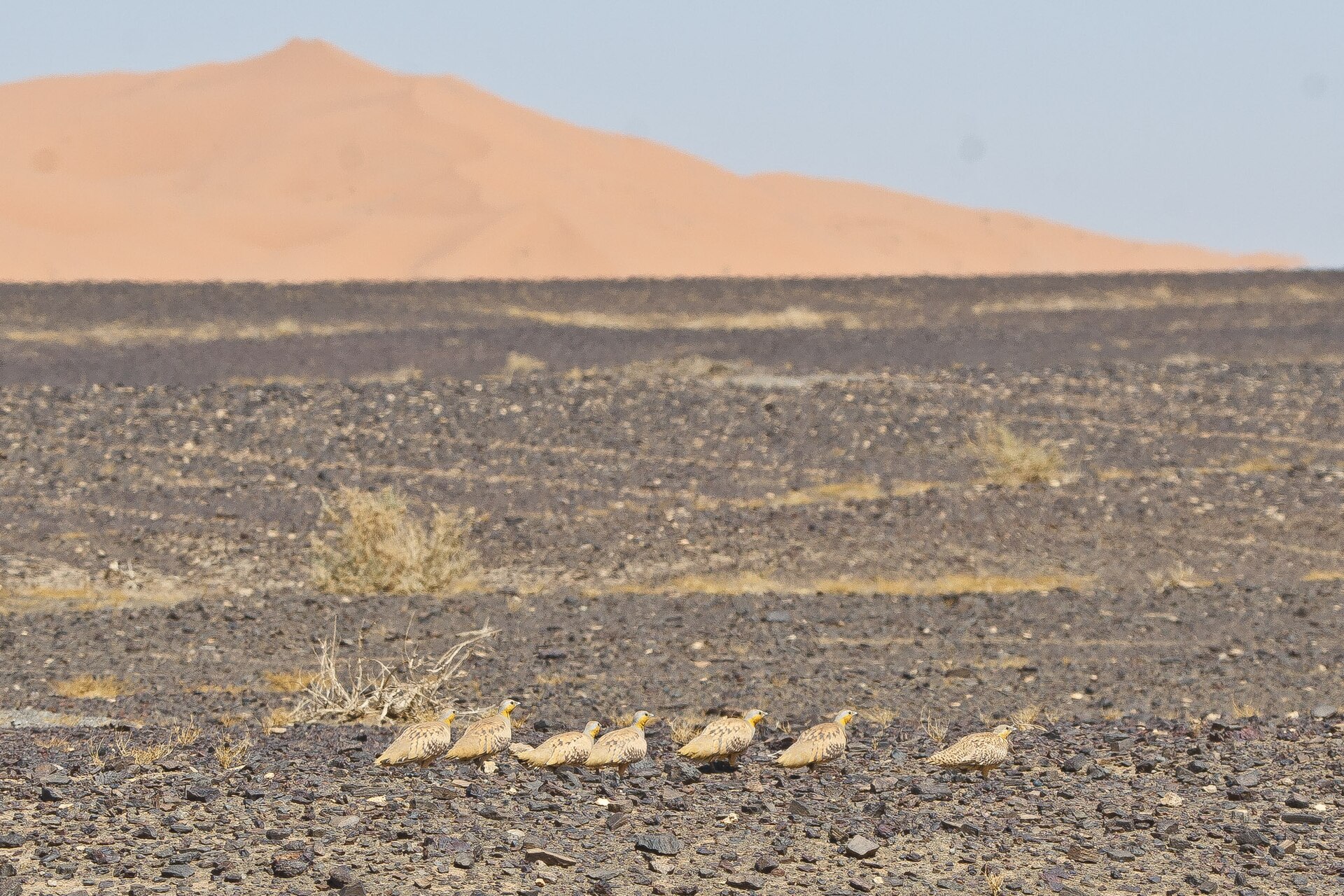 Spotted Sandgrouse