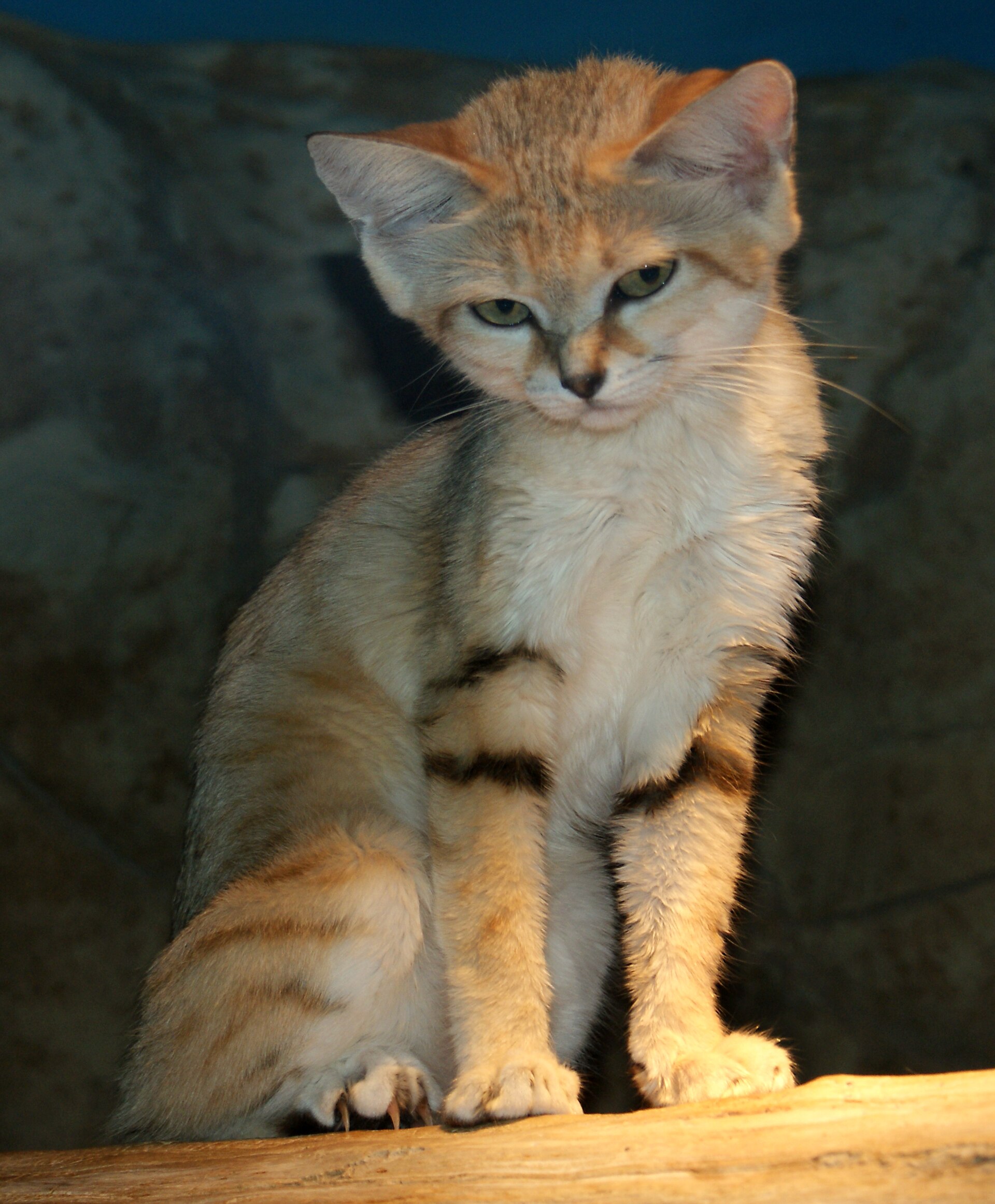 Sand Cat