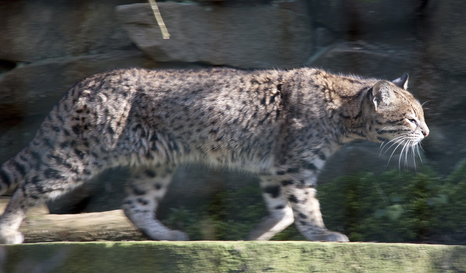 Chat de Geoffroy