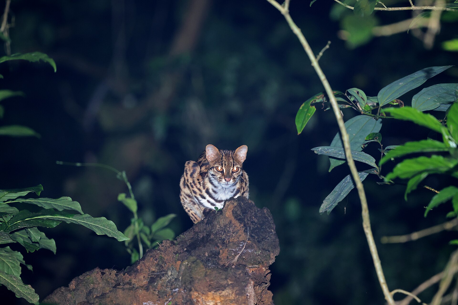 Bengalkatze