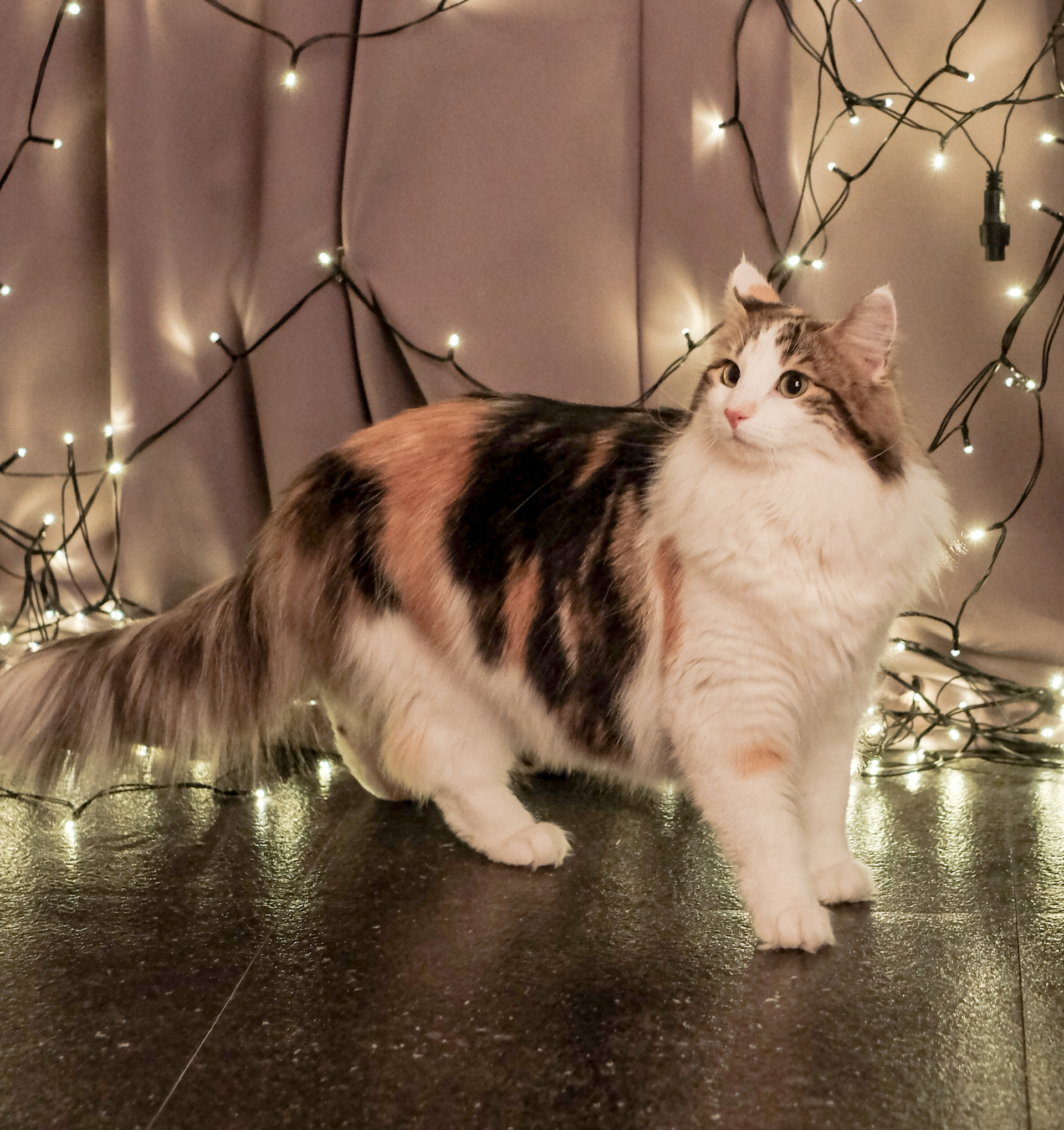 Norwegische Waldkatze