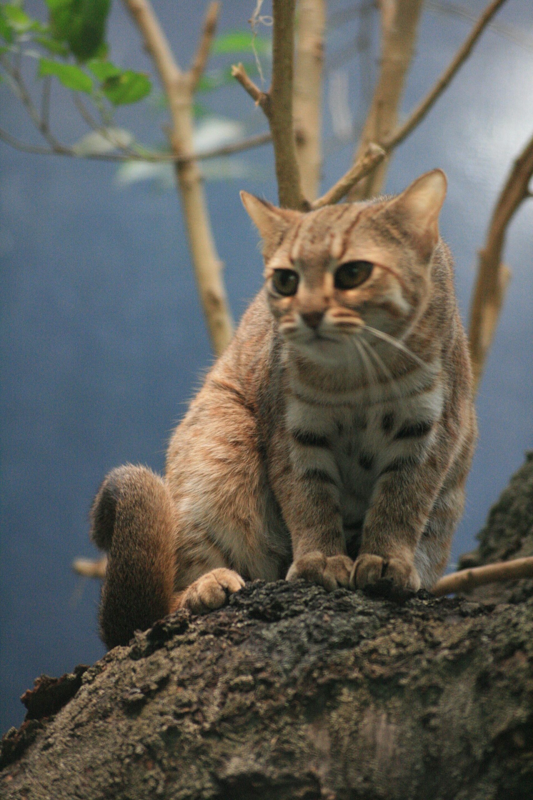 Chat Rubigineux