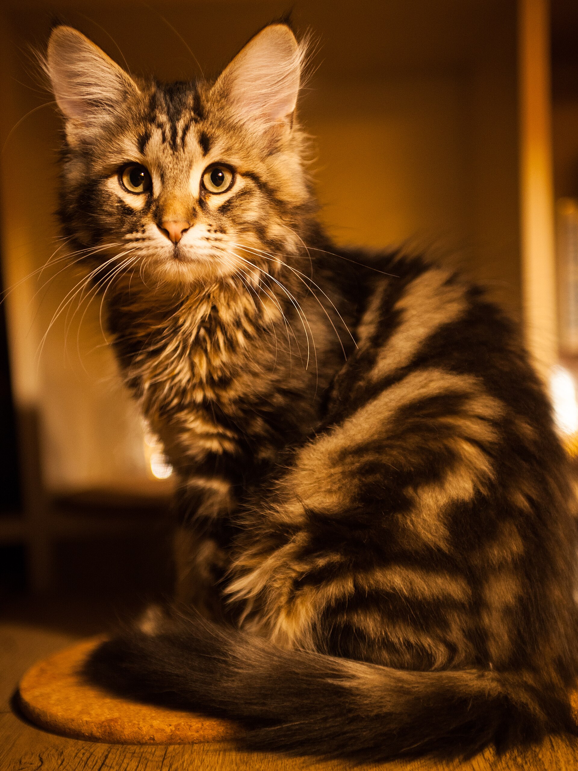 Chat sibérien