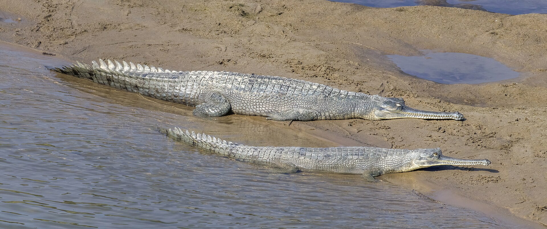 Gharial