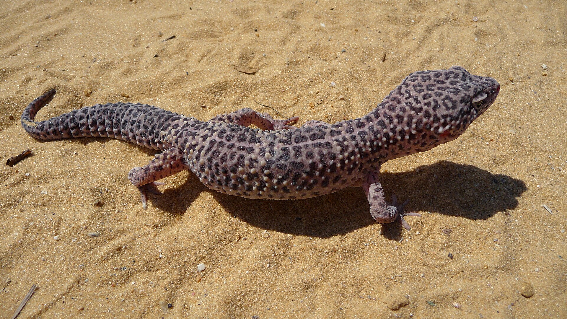 Gecko Léopard