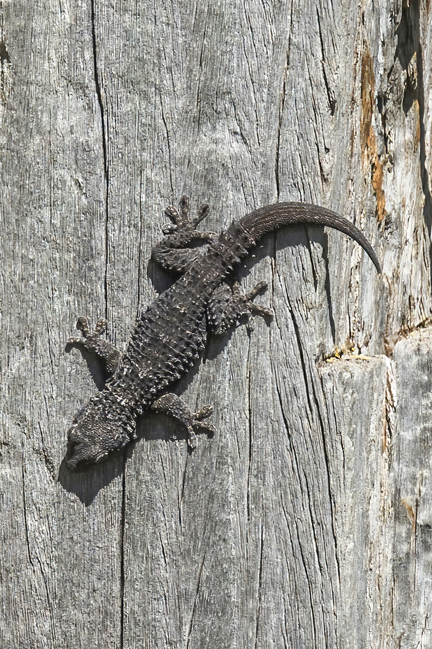 Common Wall Gecko