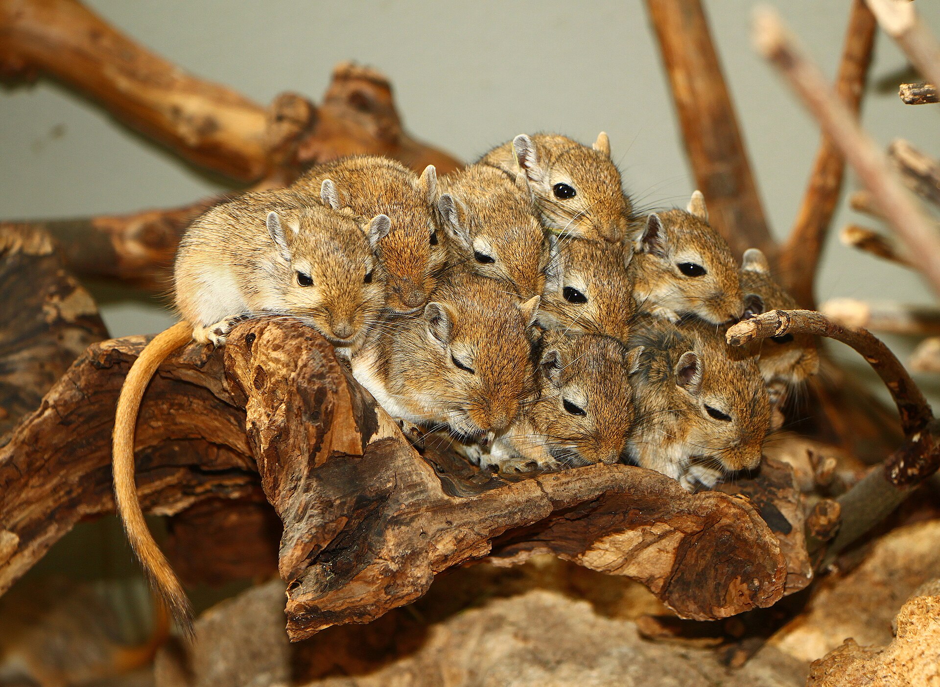 Mongolian Gerbil